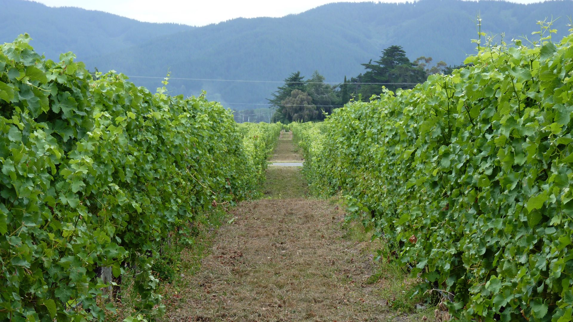 File:Cloudy Bay Vineyard.jpg