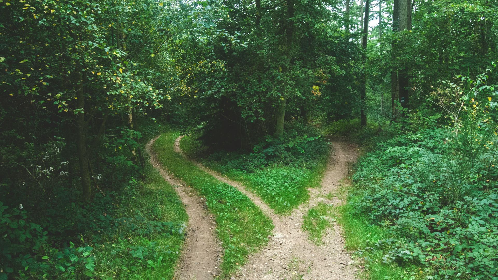 two roads between trees