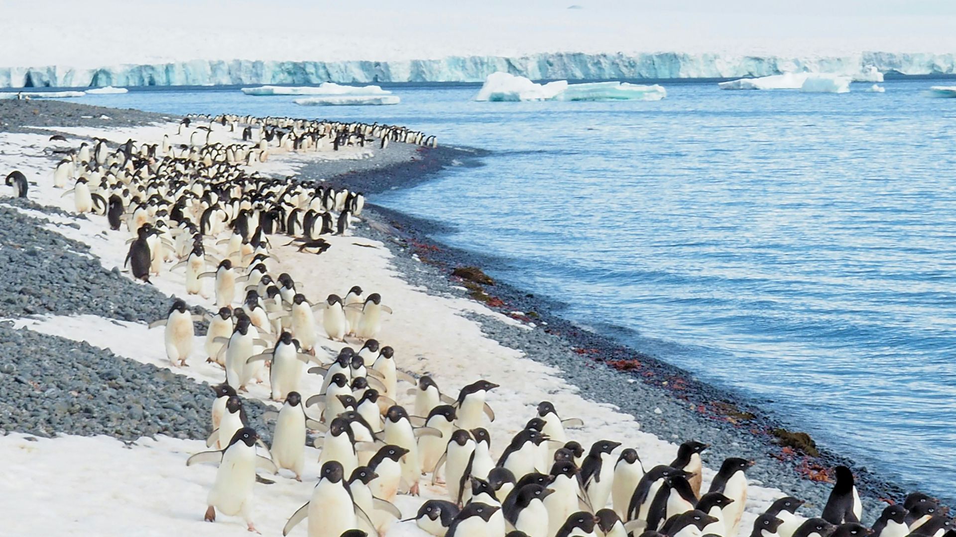 penguins on white sand beach during daytime
