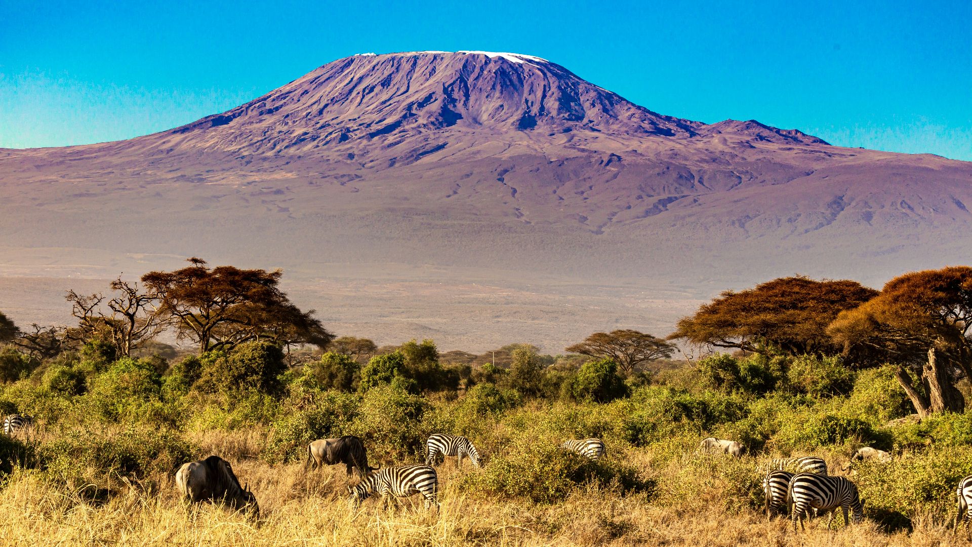 a group of zebras grazing in a field with a mountain in the background