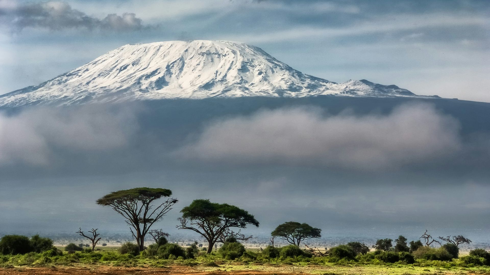 green trees near snow covered mountain during daytime
