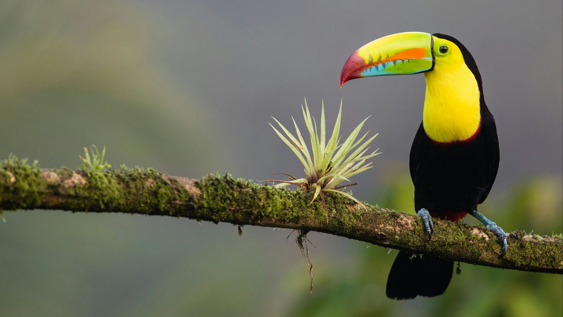 black and yellow bird standing on tree branch