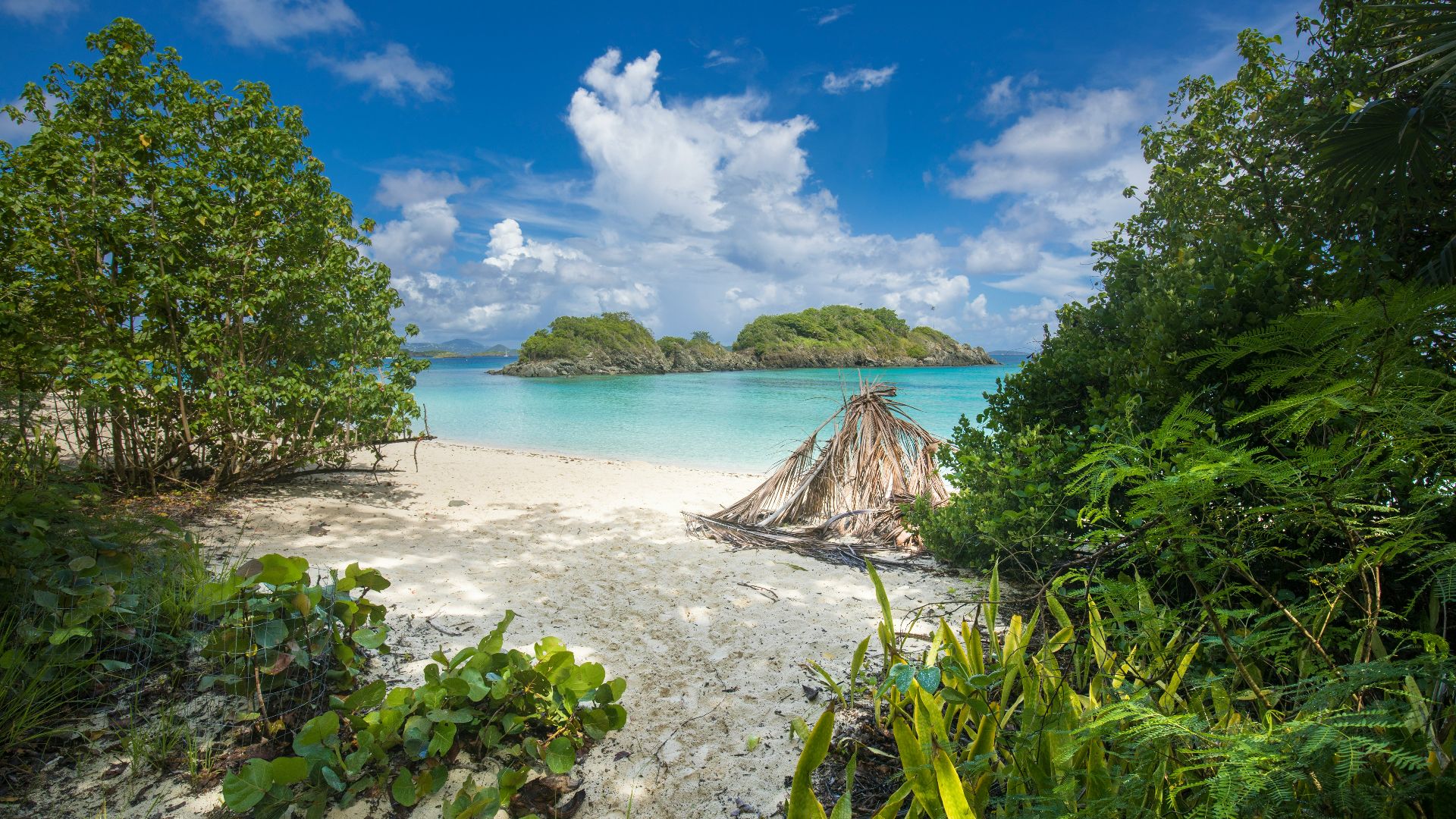 green trees on white sand beach during daytime