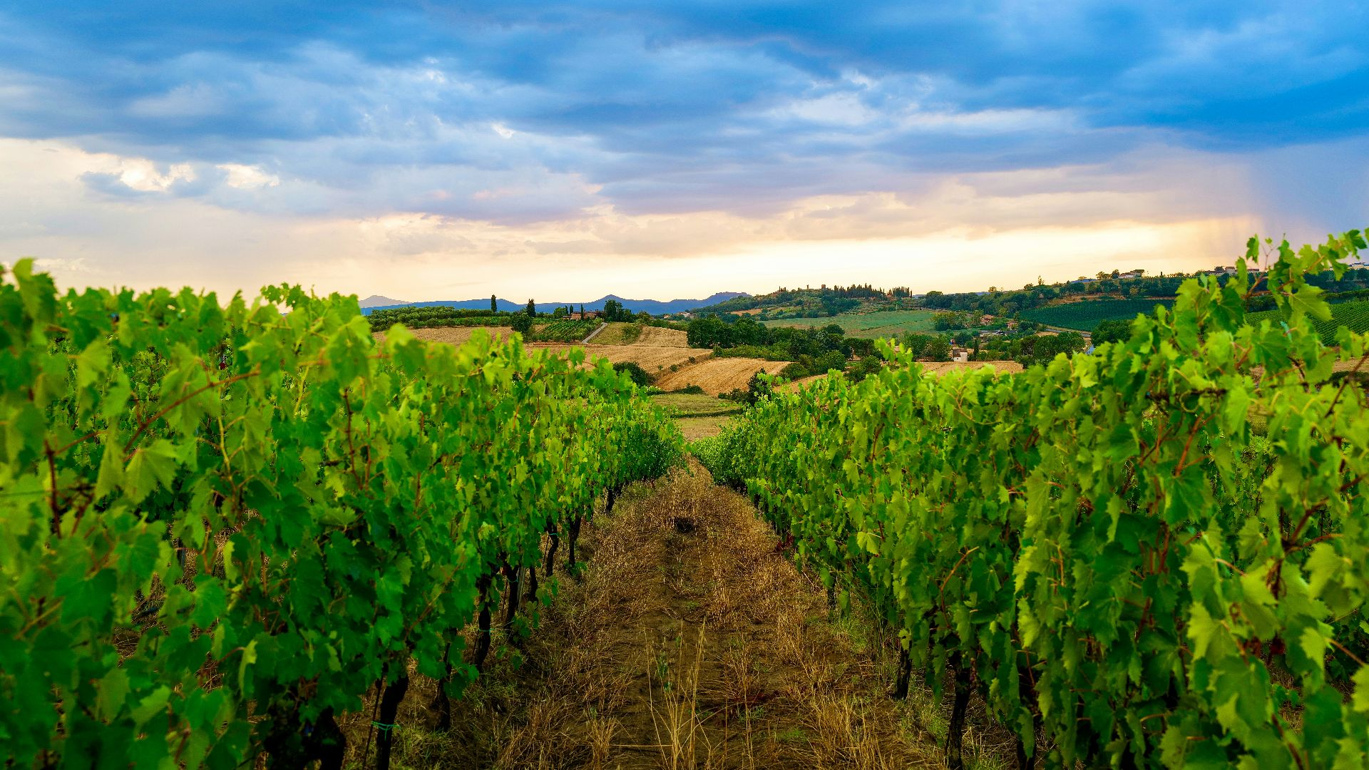 a row of green vines in a field under a cloudy sky