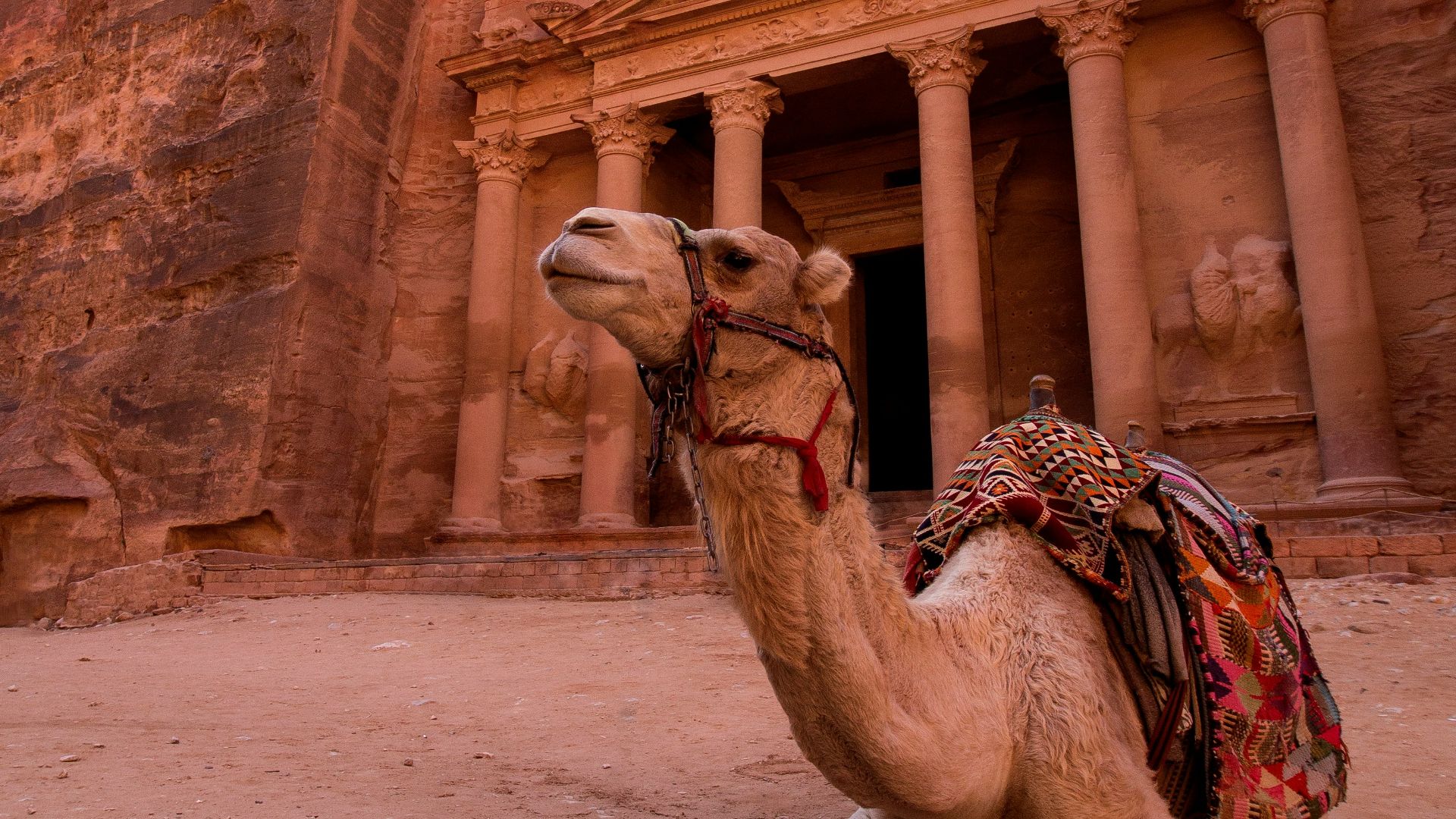 brown camel in front of brown rock formation during daytime
