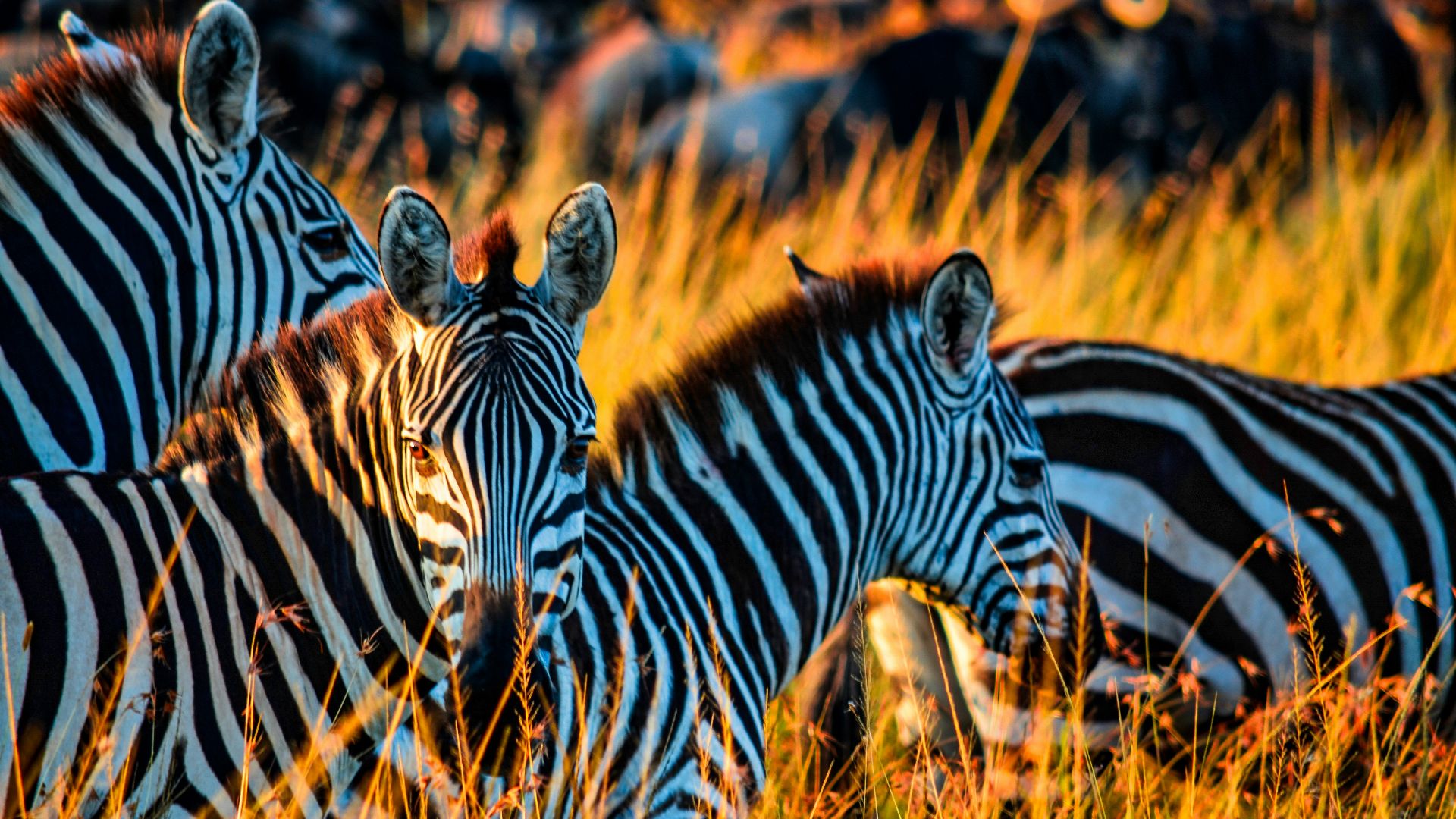 zebra on brown grass field during daytime