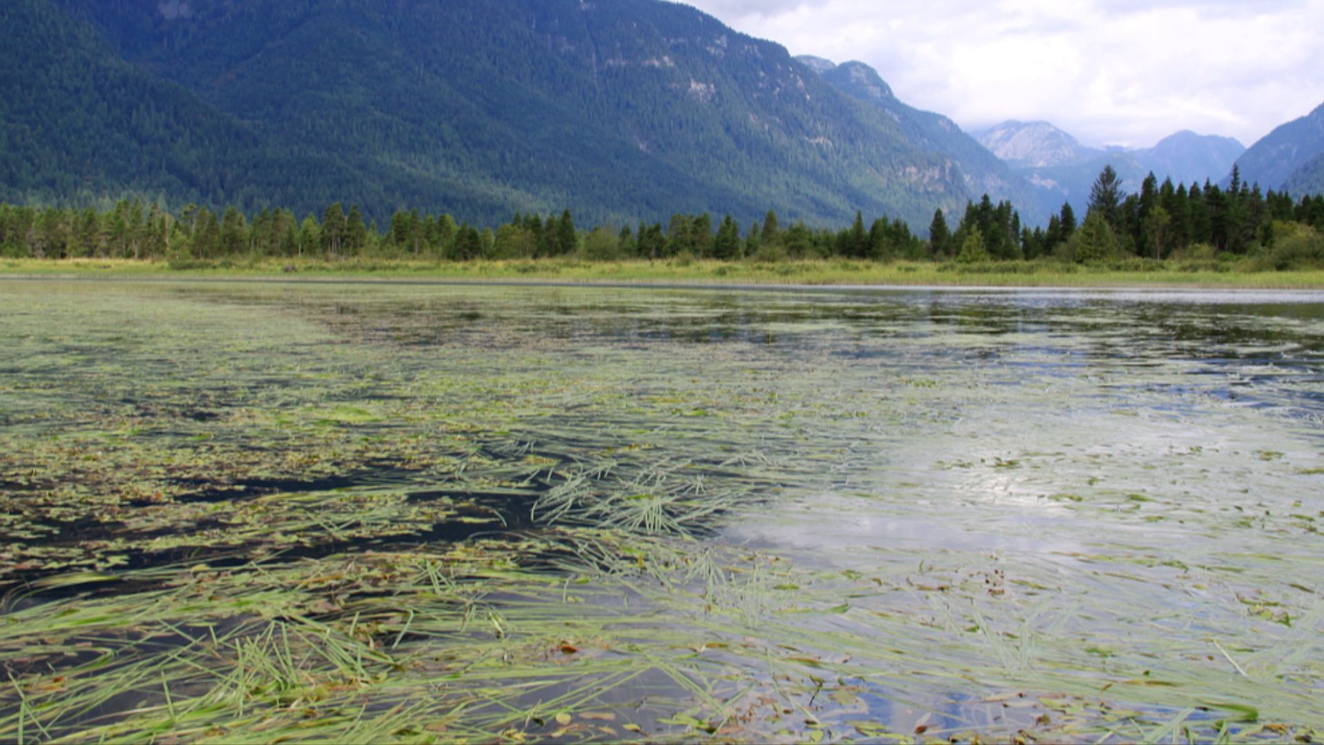 File:Widgeon Slough view (9656153823).jpg