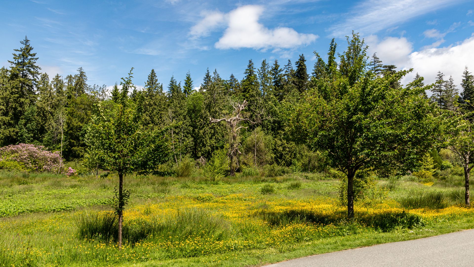 File:Vancouver (BC, Canada), Stanley Park -- 2022 -- 1949.jpg
