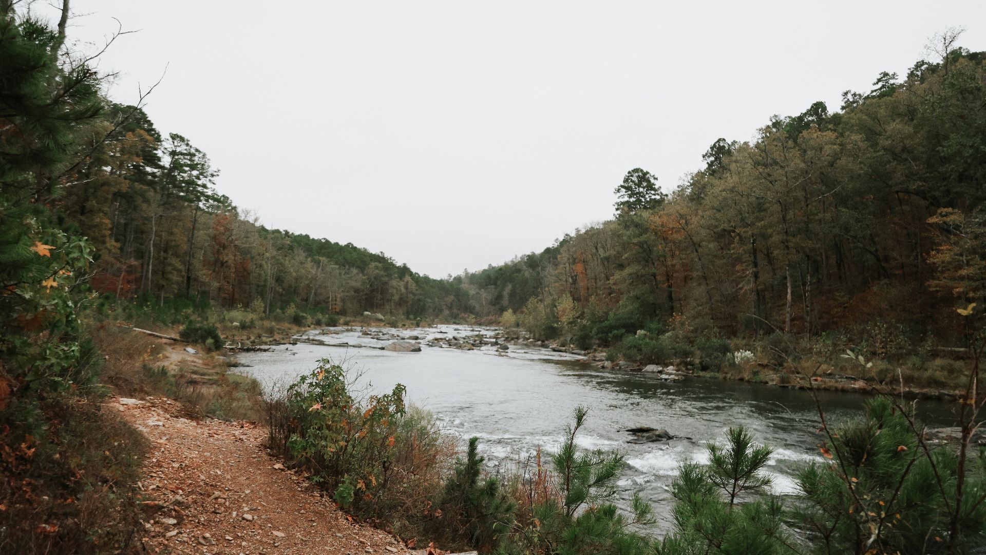 A river running through a forest filled with lots of trees
