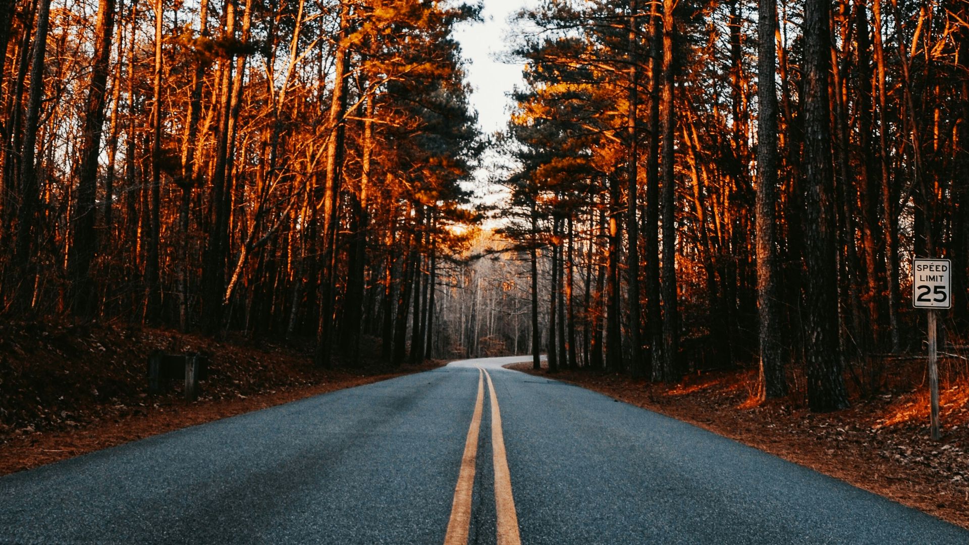 an empty road in the middle of a forest