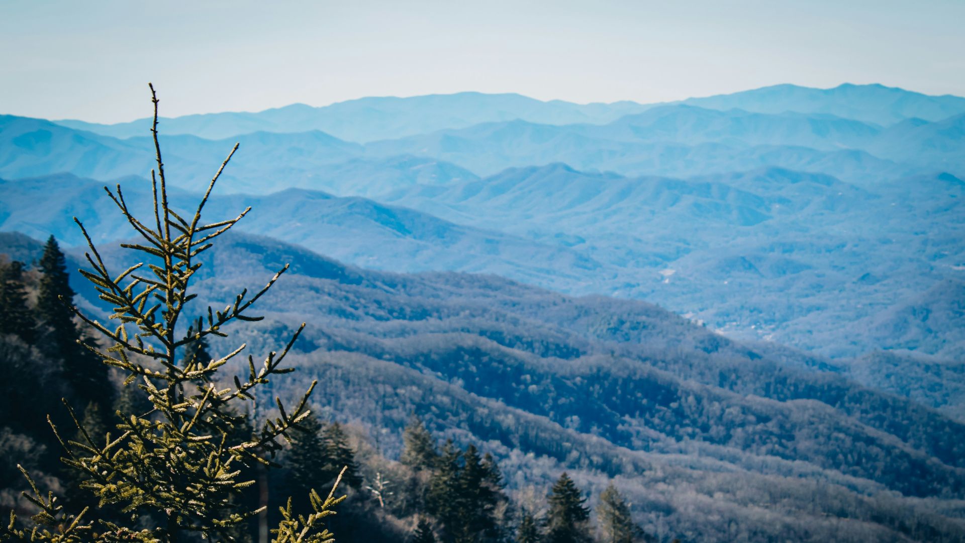 a view of a mountain range with a pine tree in the foreground