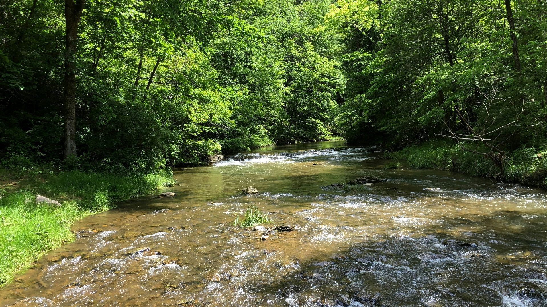 river in the middle of green trees