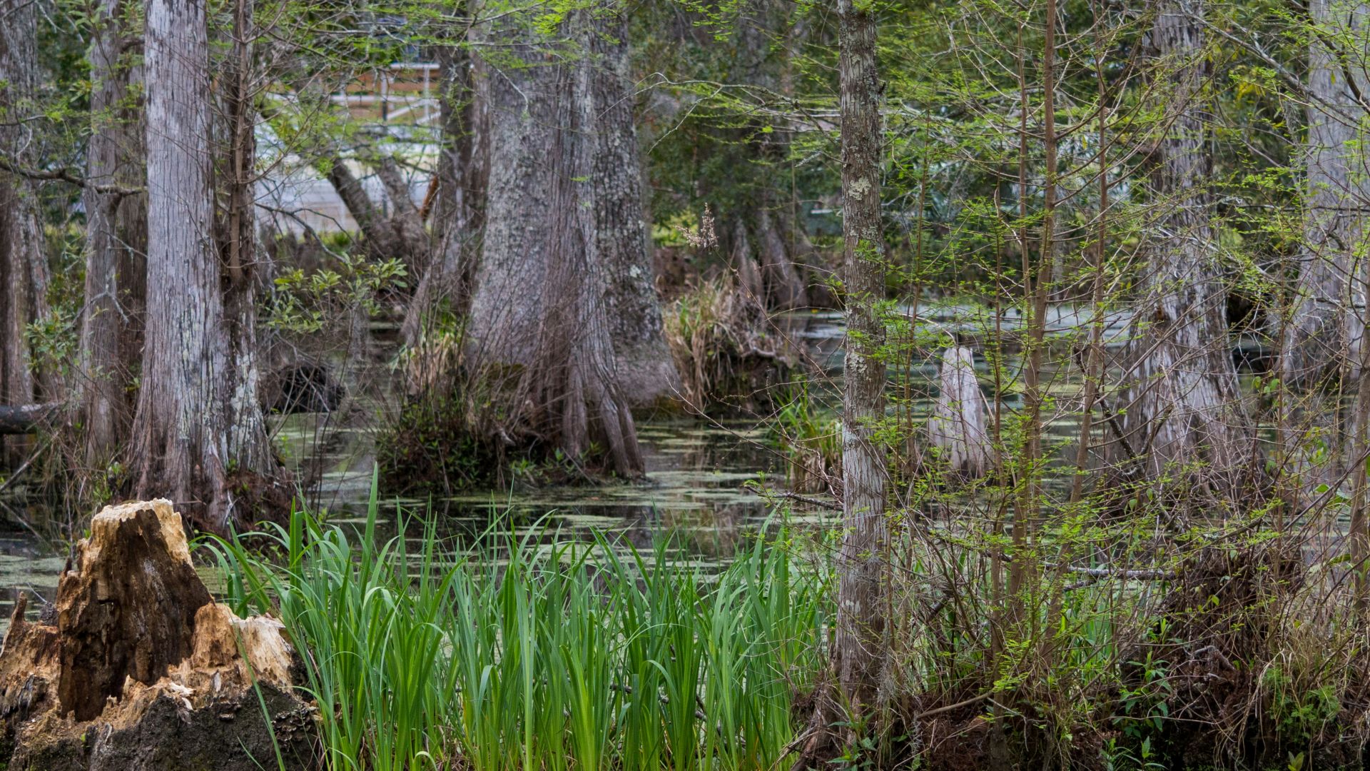 a tree stump in the middle of a swamp