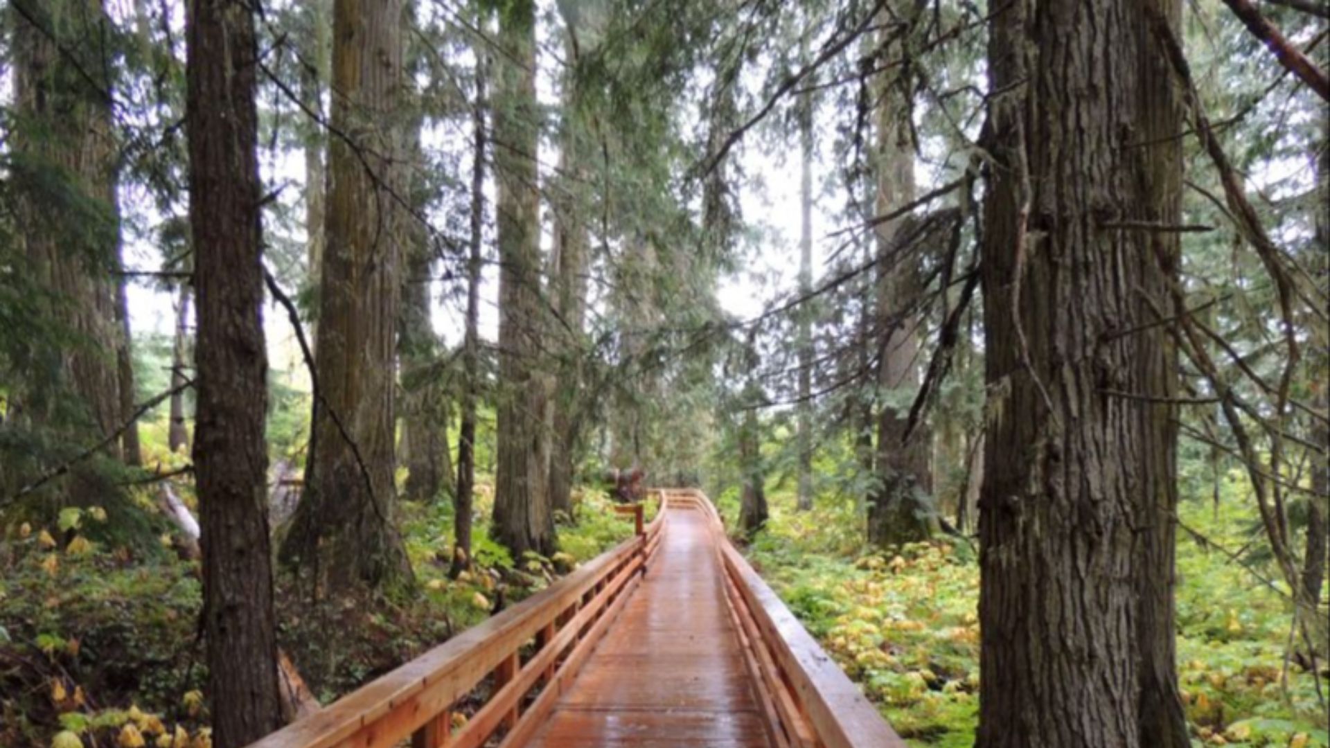 File:Ancient forest, Rocky Mountains region east of Prince George, BC (4).jpg