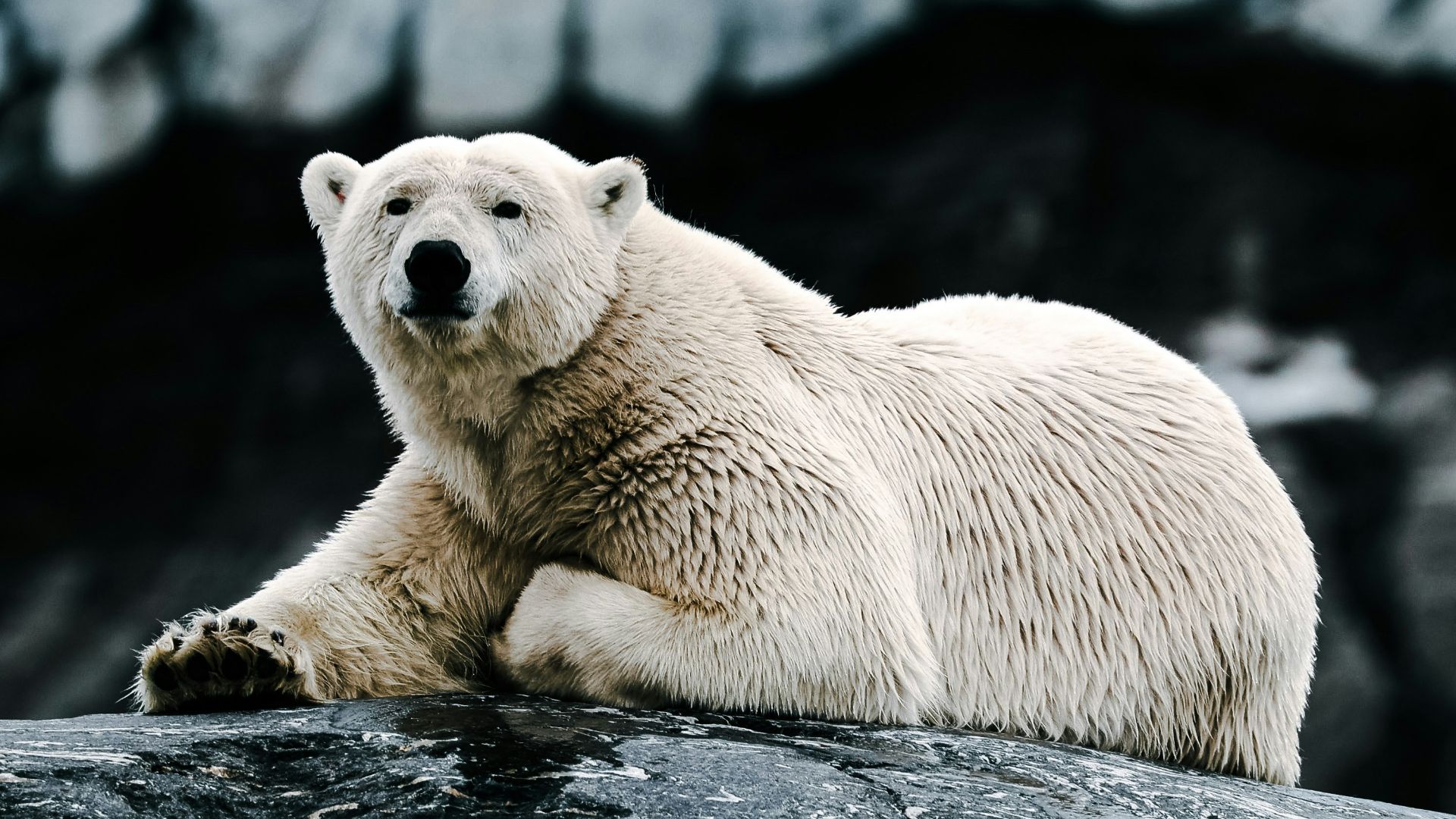 a white polar bear laying on a rock