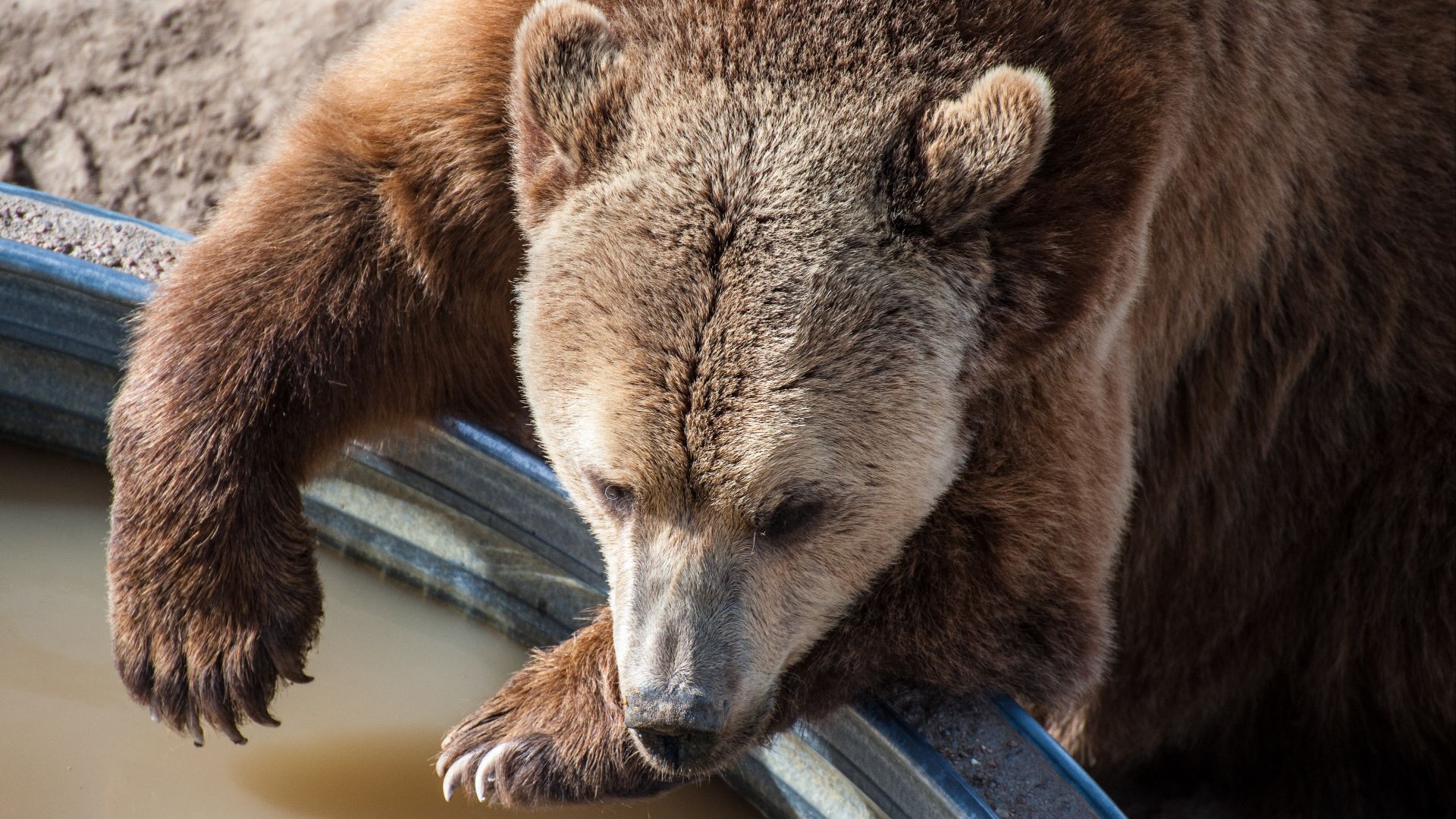 File:Grizzly bear at Wild Animal Sanctuary 1.jpg