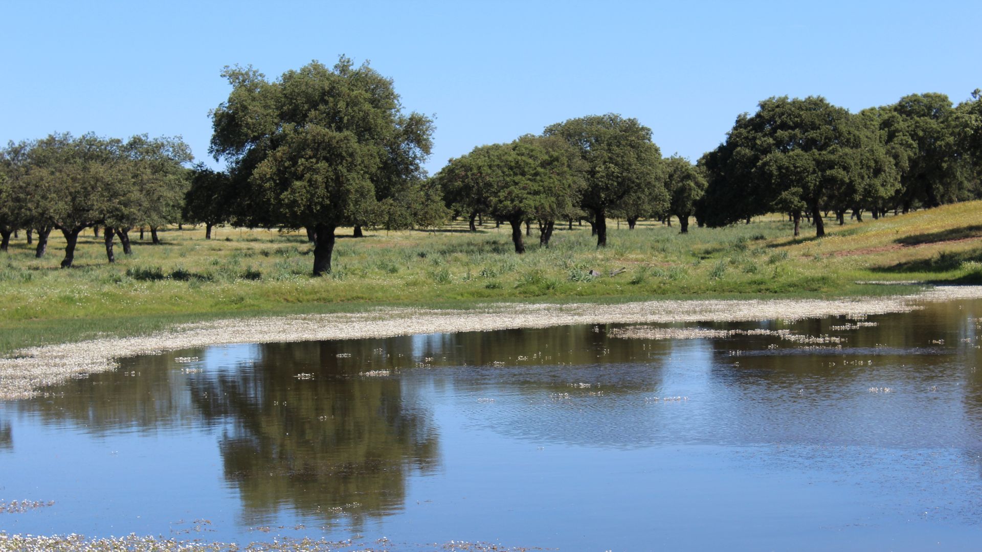 File:Dehesa Cabeza Rubia en Badajoz-Extremadura 12.jpg