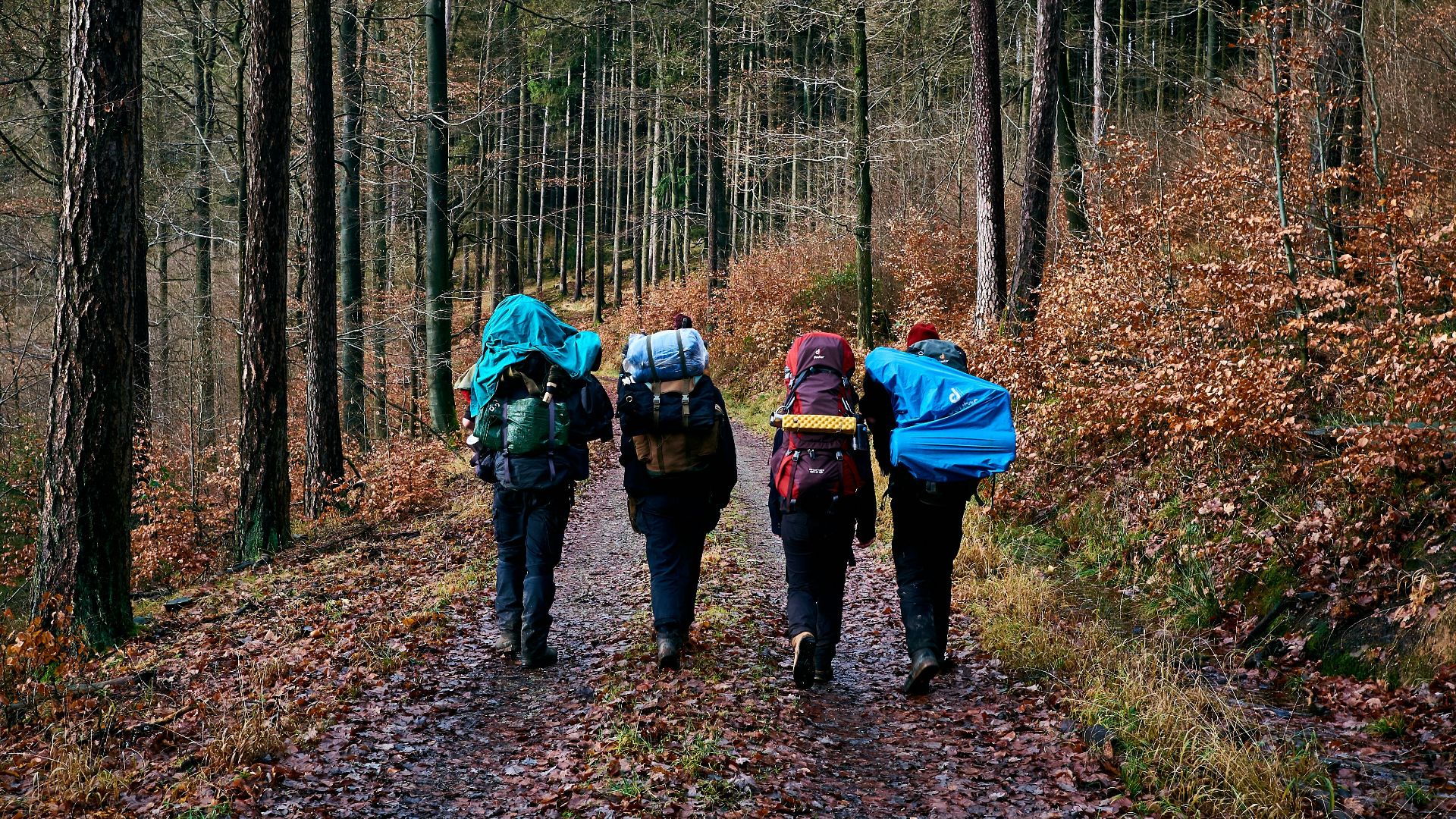 people walking on dirt road between trees during daytime