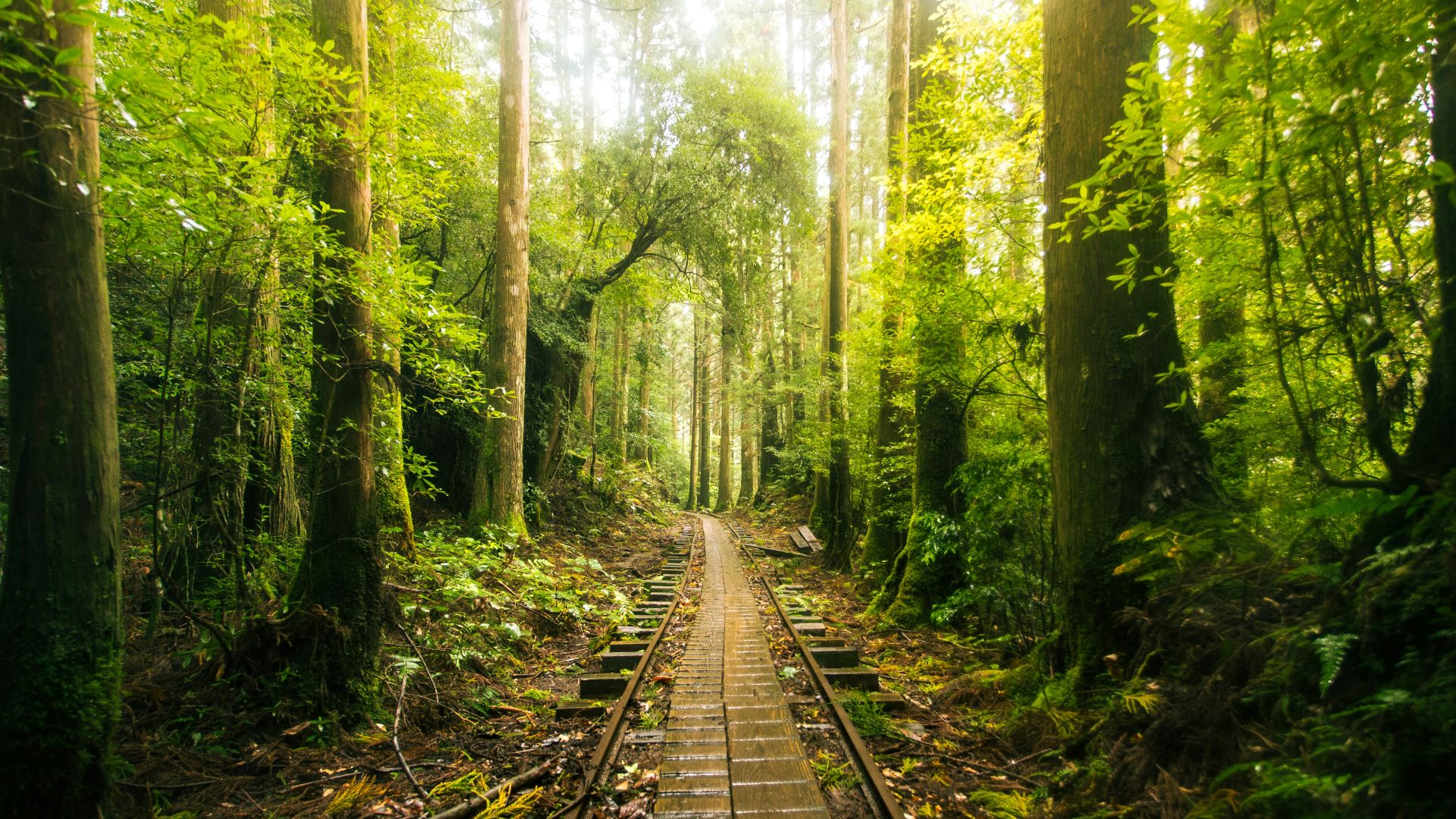 a train track in the middle of a forest