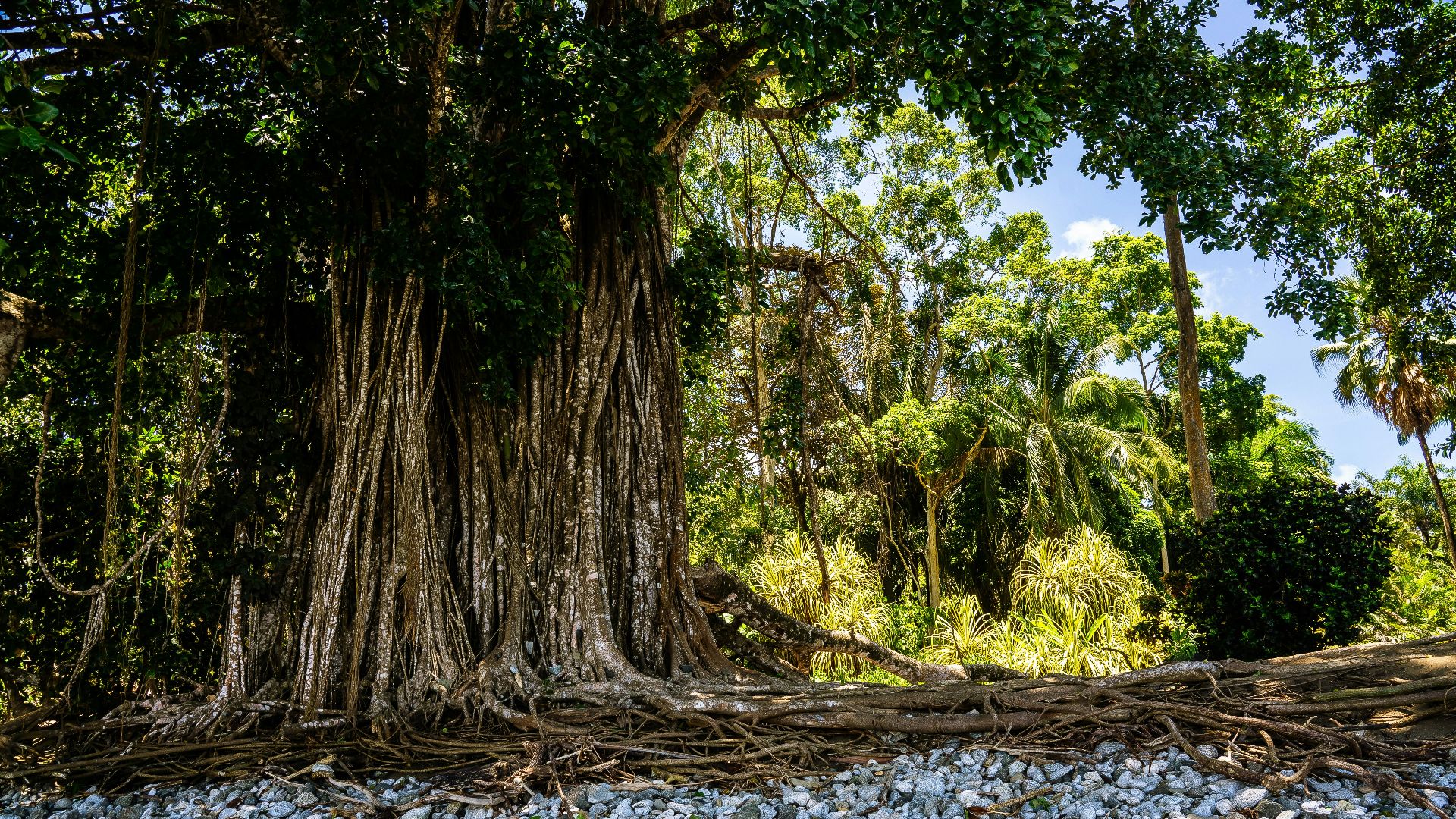 green trees on rocky ground during daytime