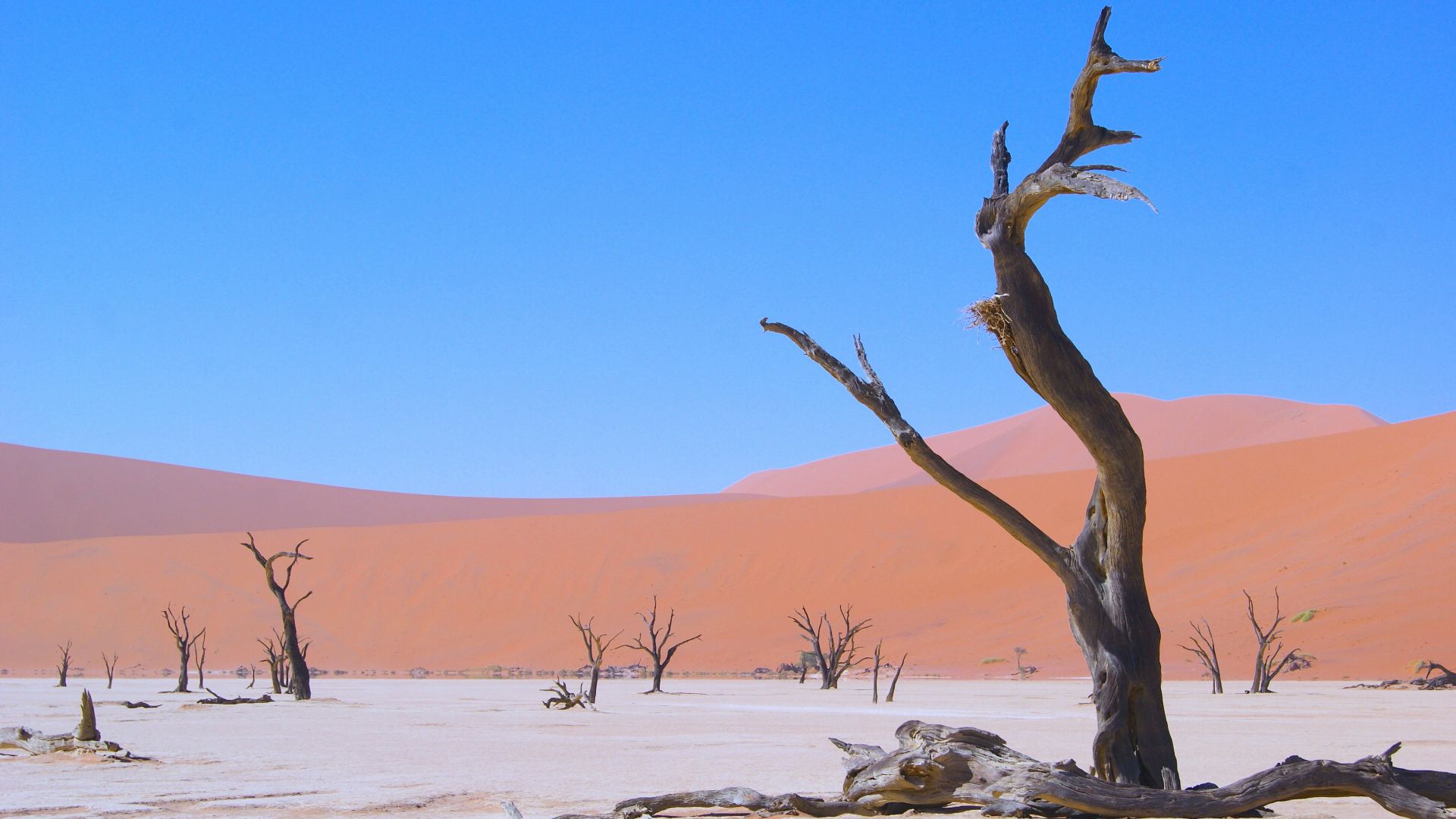 brown bare tree on white sand during daytime