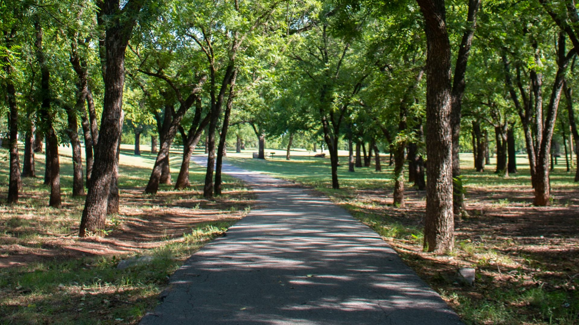 green trees on gray concrete pathway