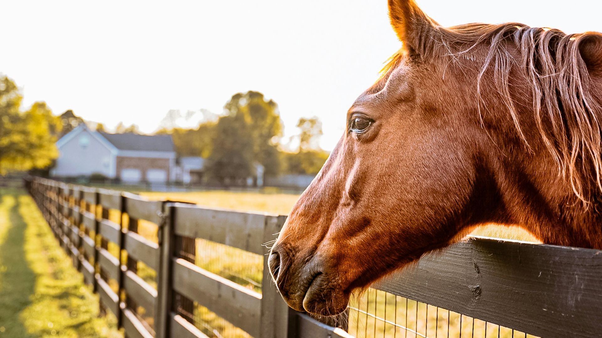 a brown horse standing next to a wooden fence