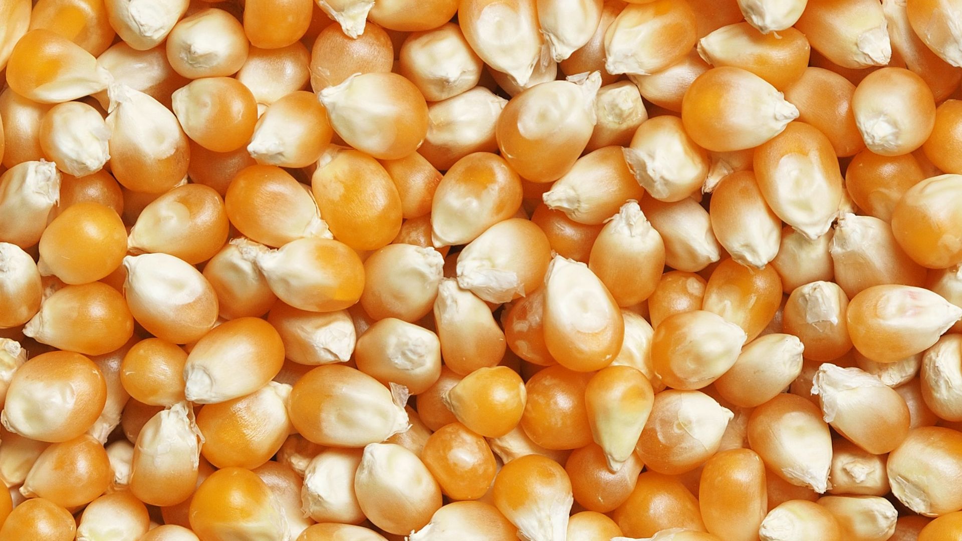brown and white beans on white ceramic plate
