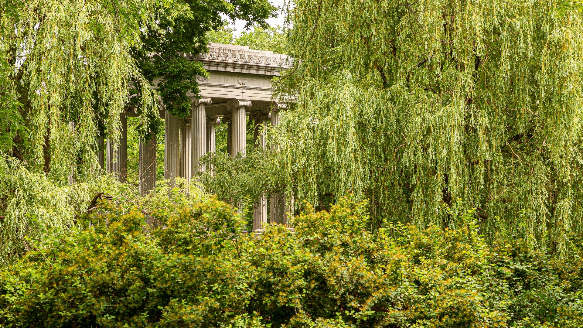 a large tree with a building in the background