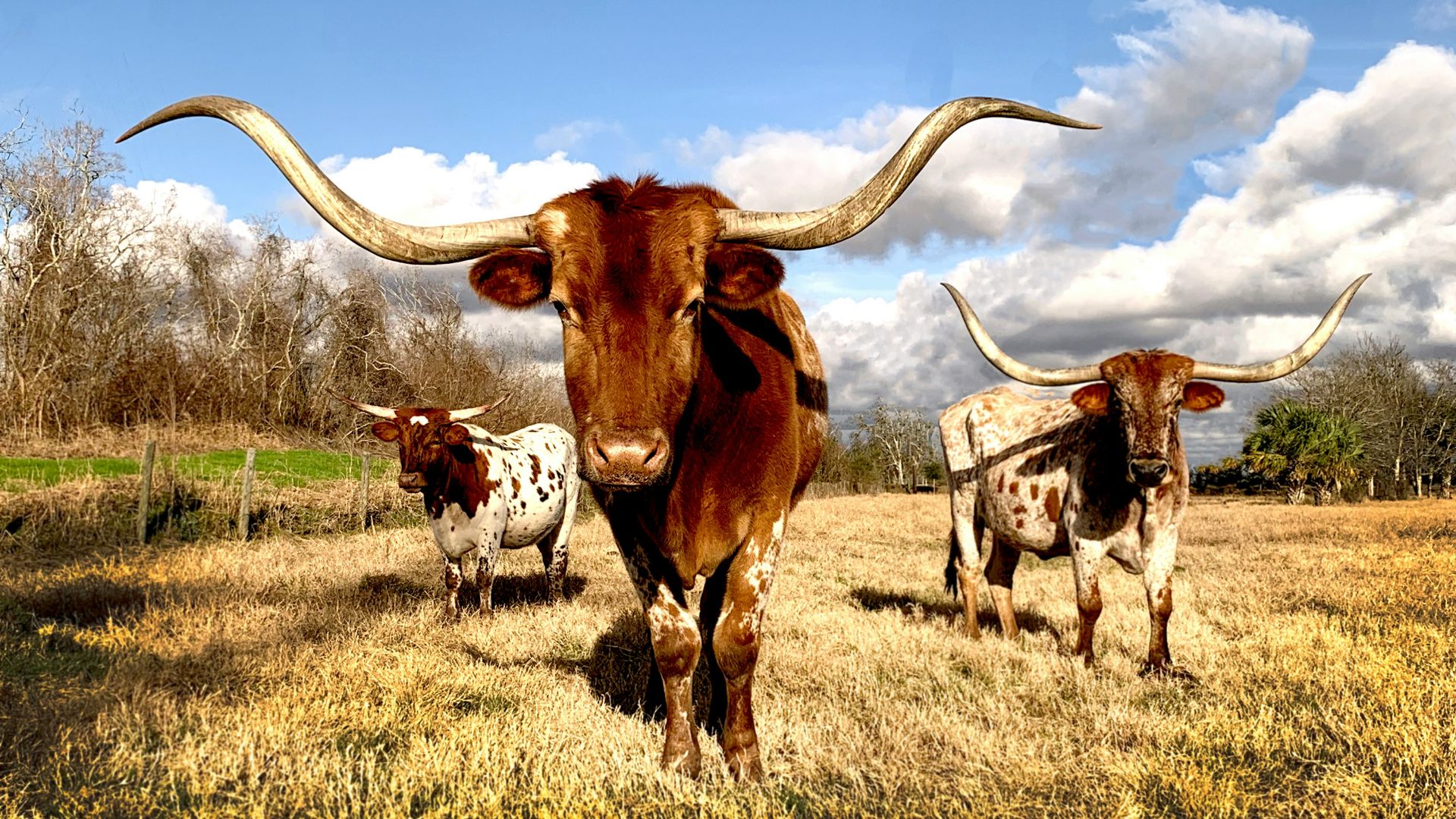 cows on grassy field under blue cloudy sky