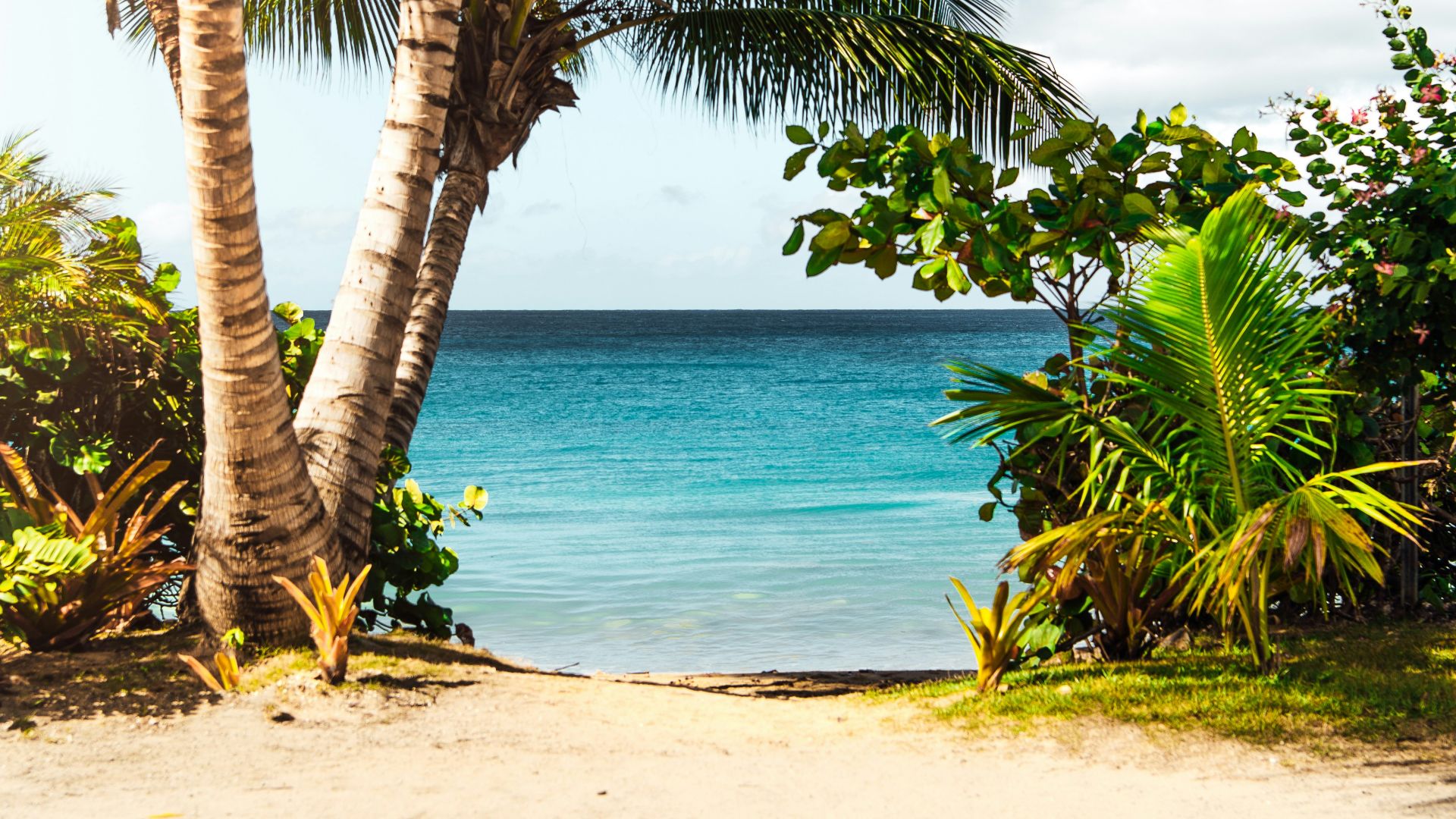 coconut tree on beach
