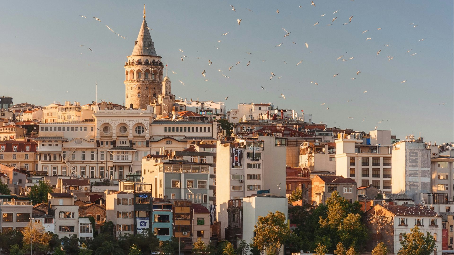 aerial view of buildings and flying birds