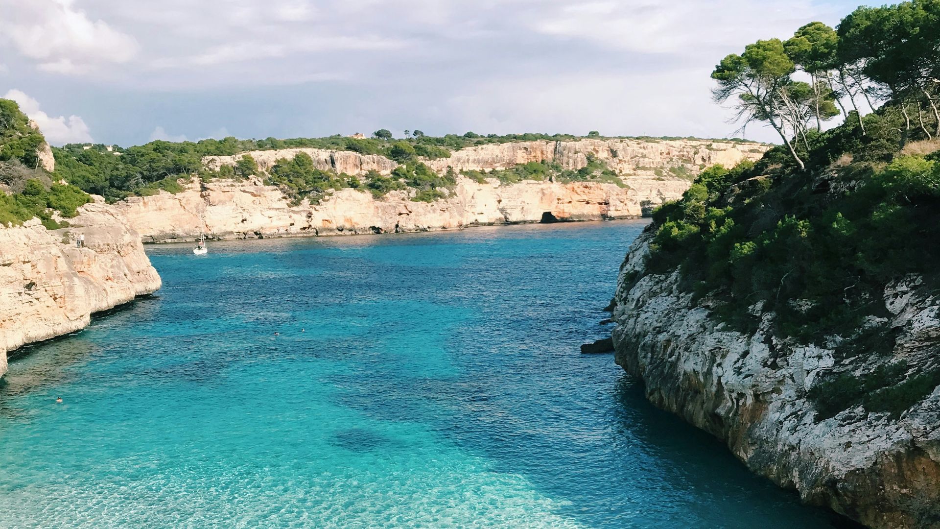 body of water near trees