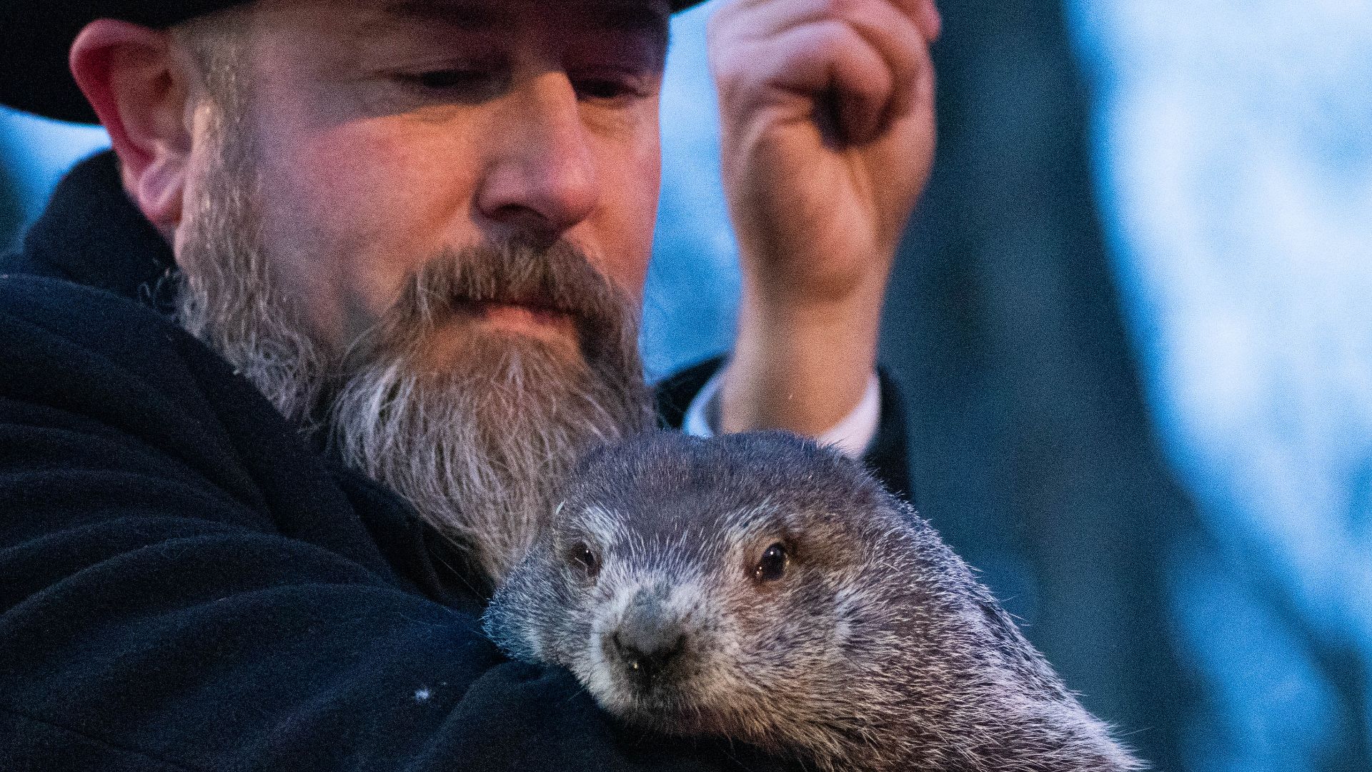 File:Punxsutawney Phil Groundhog Day 2022 Pennsylvania ...