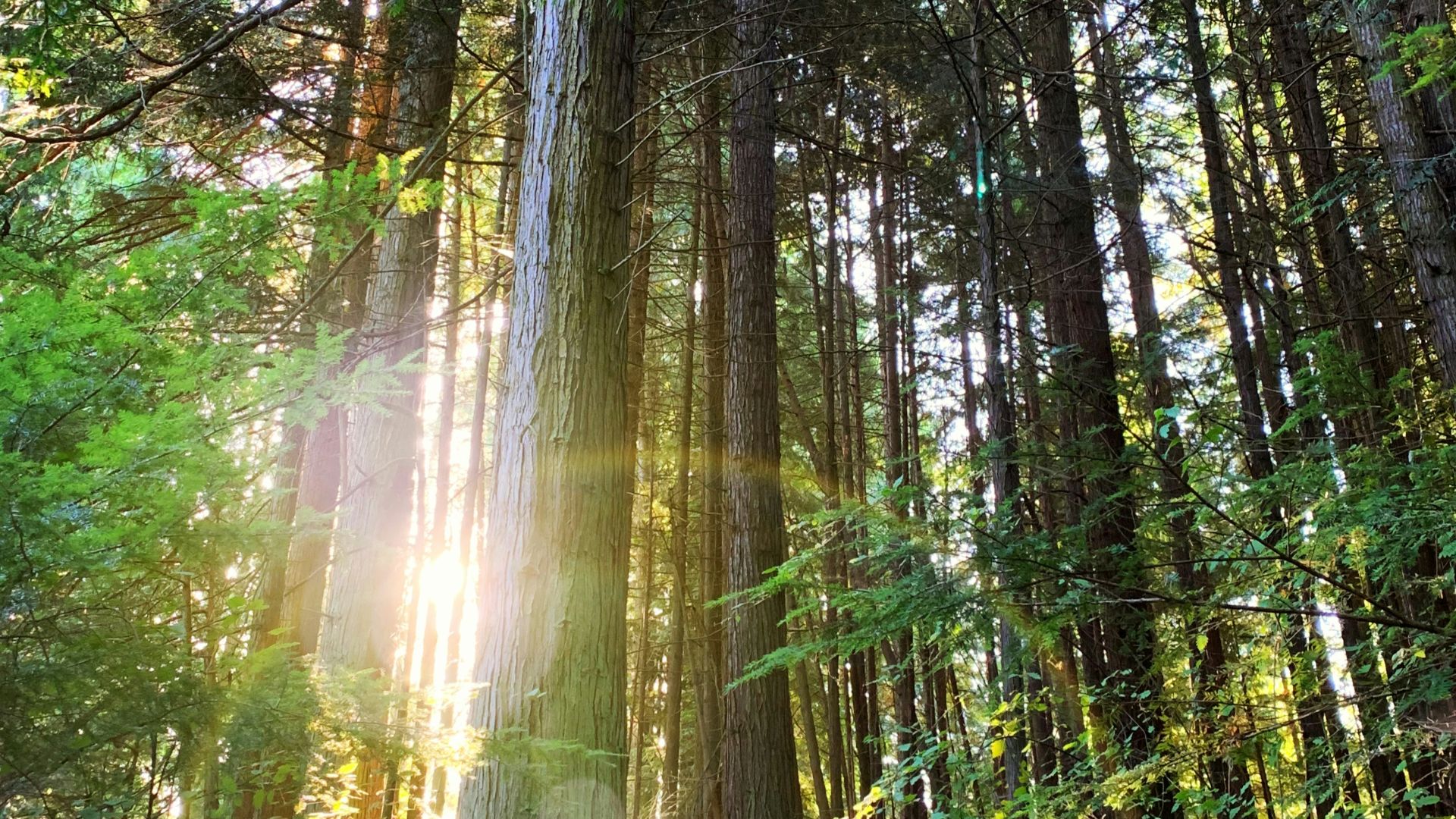 green trees on forest during daytime