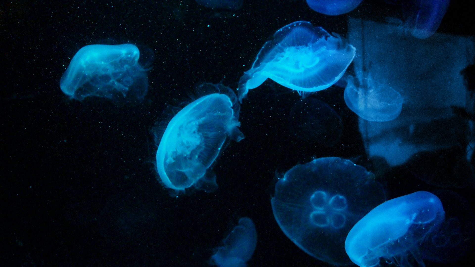 photo of jelly fish during night time