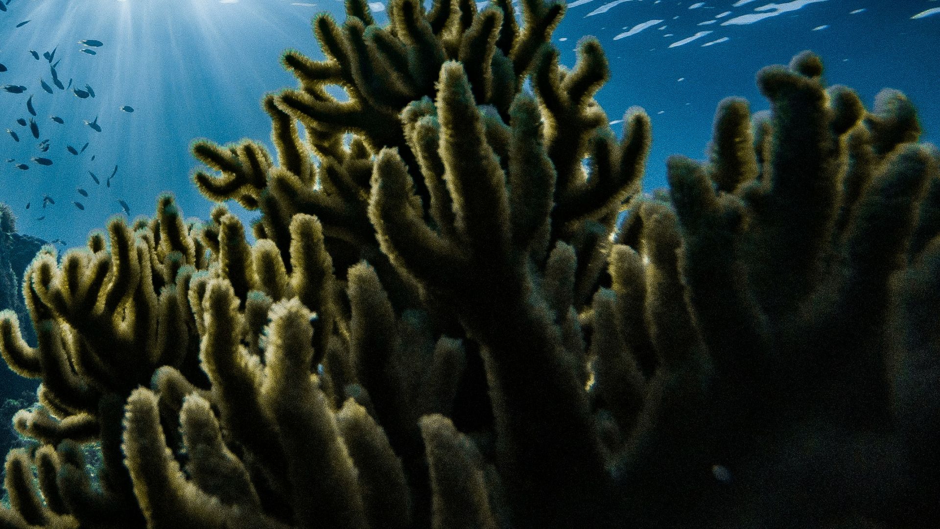 green corals under water