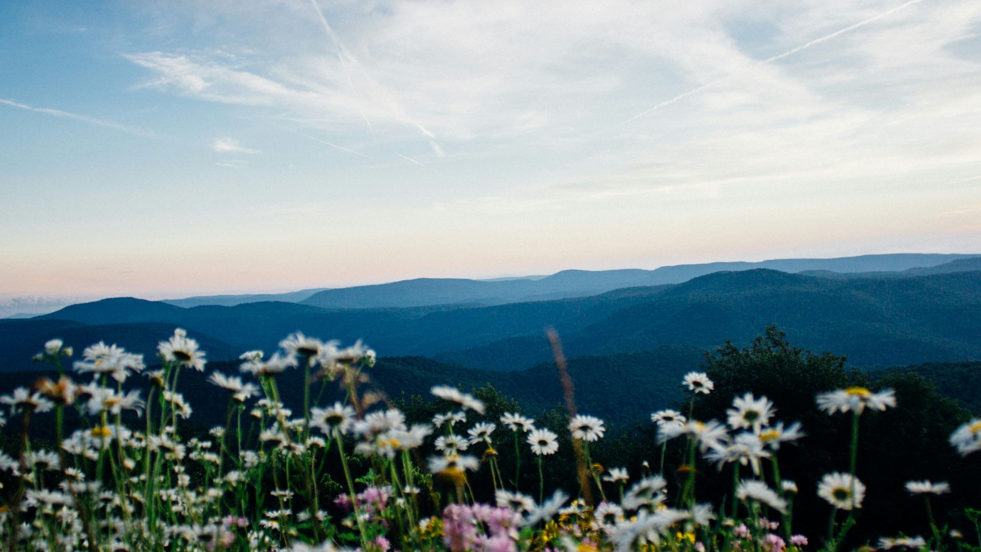 white and pink petaled flowering plants