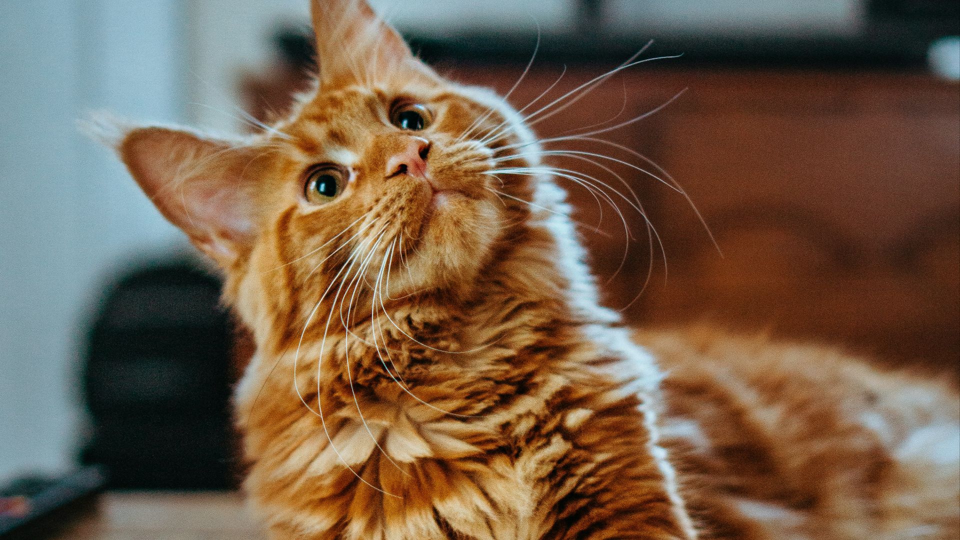selective focus photography of orange and white cat on brown table