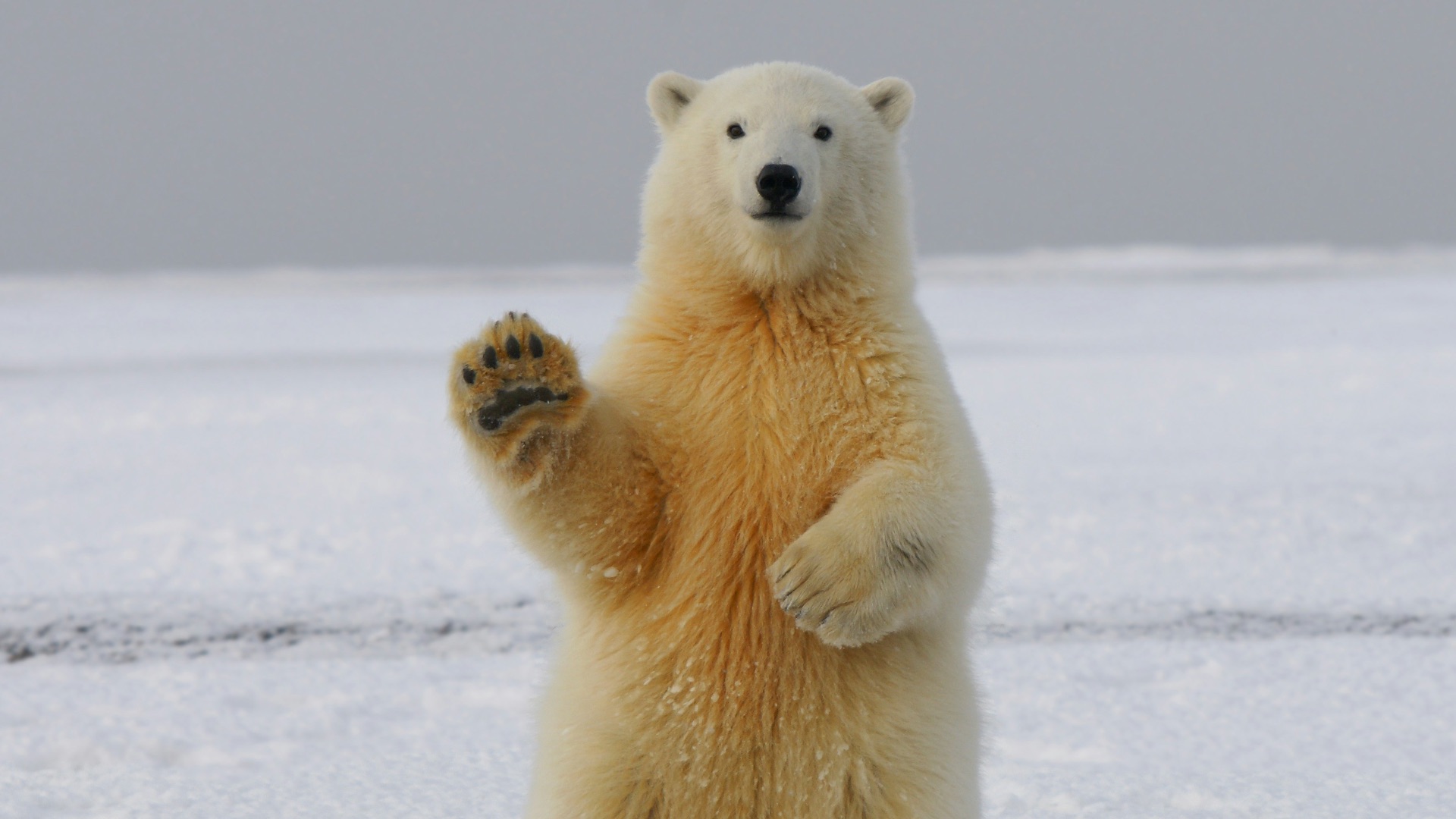 polar bear on snow covered ground during daytime