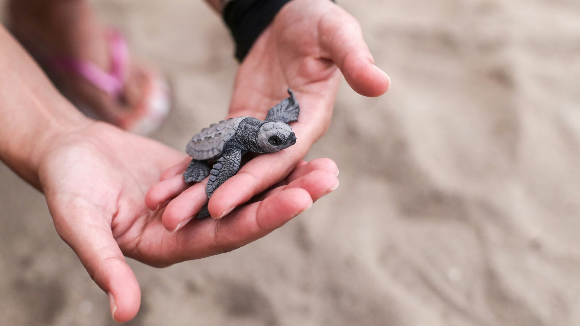 person holding black and gray turtle figurine