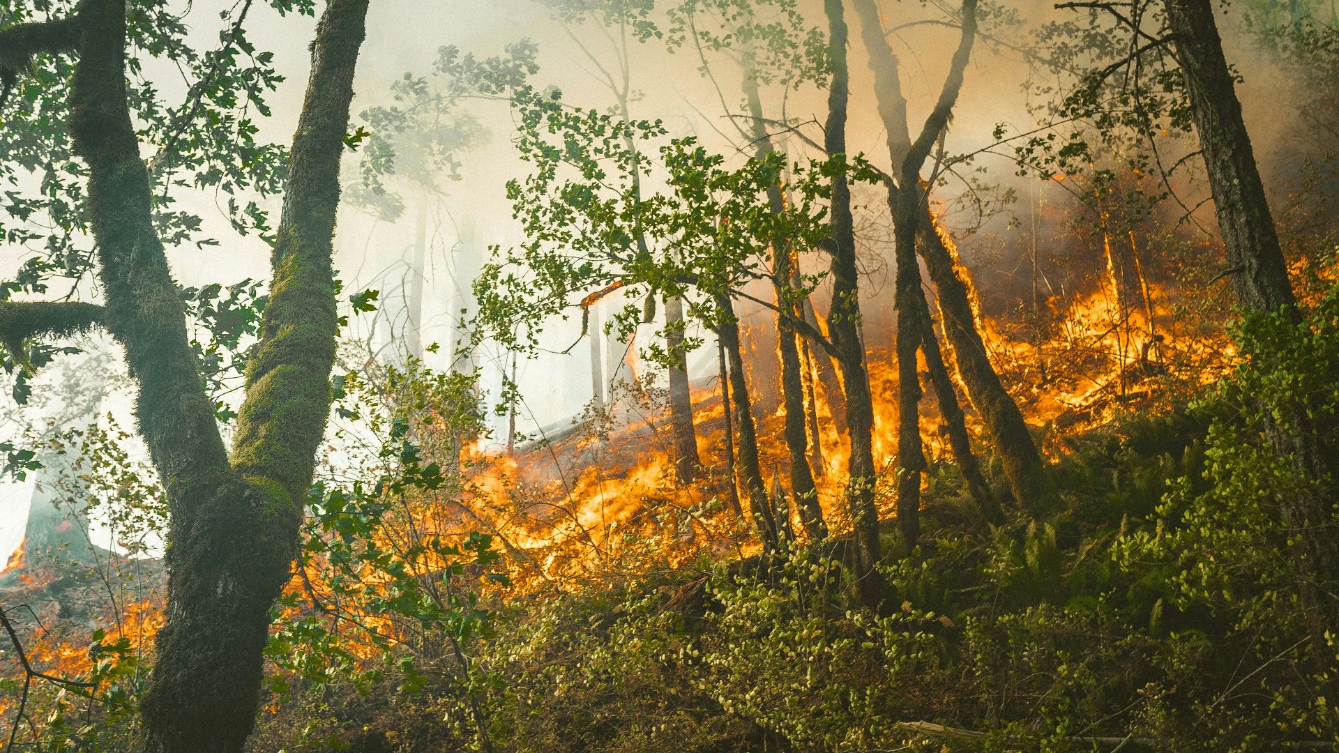 green trees under white sky during daytime