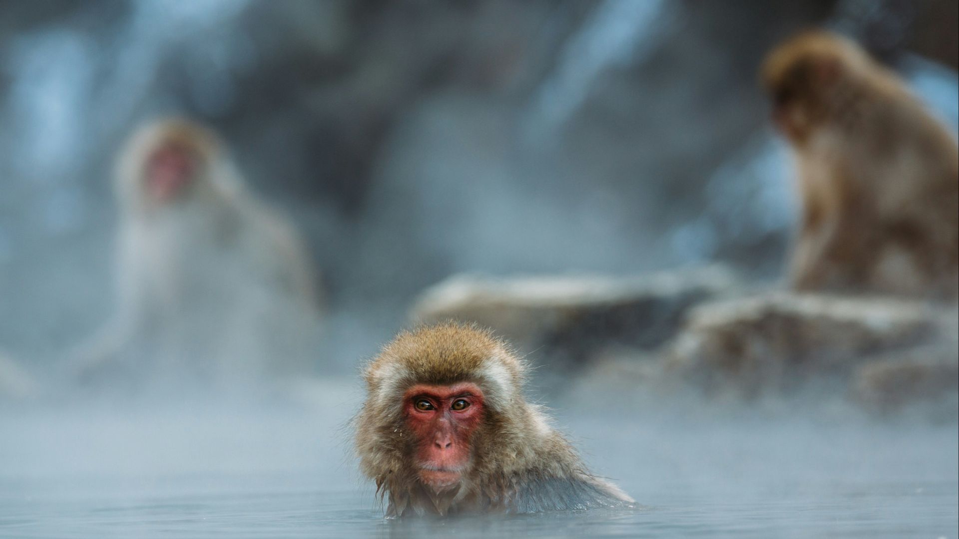 brown monkey on body of water shallow focus photography