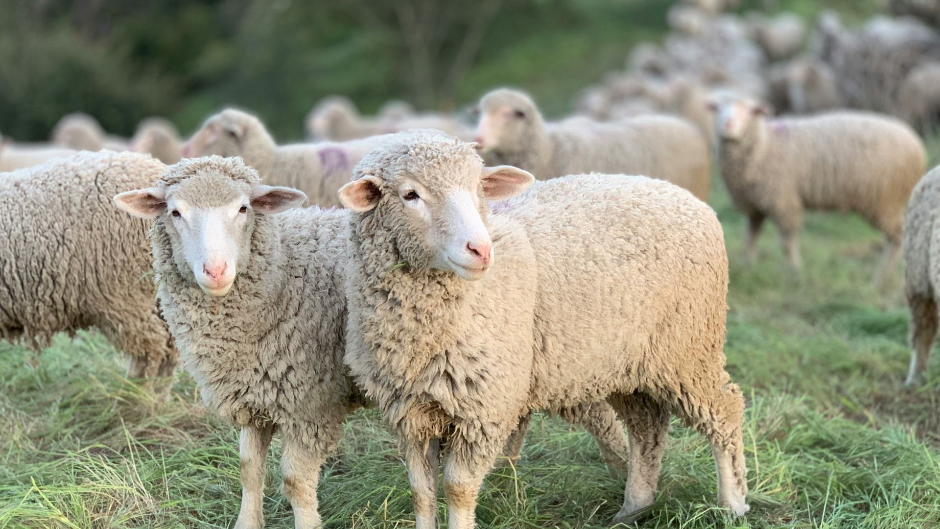 a herd of sheep standing on top of a lush green field