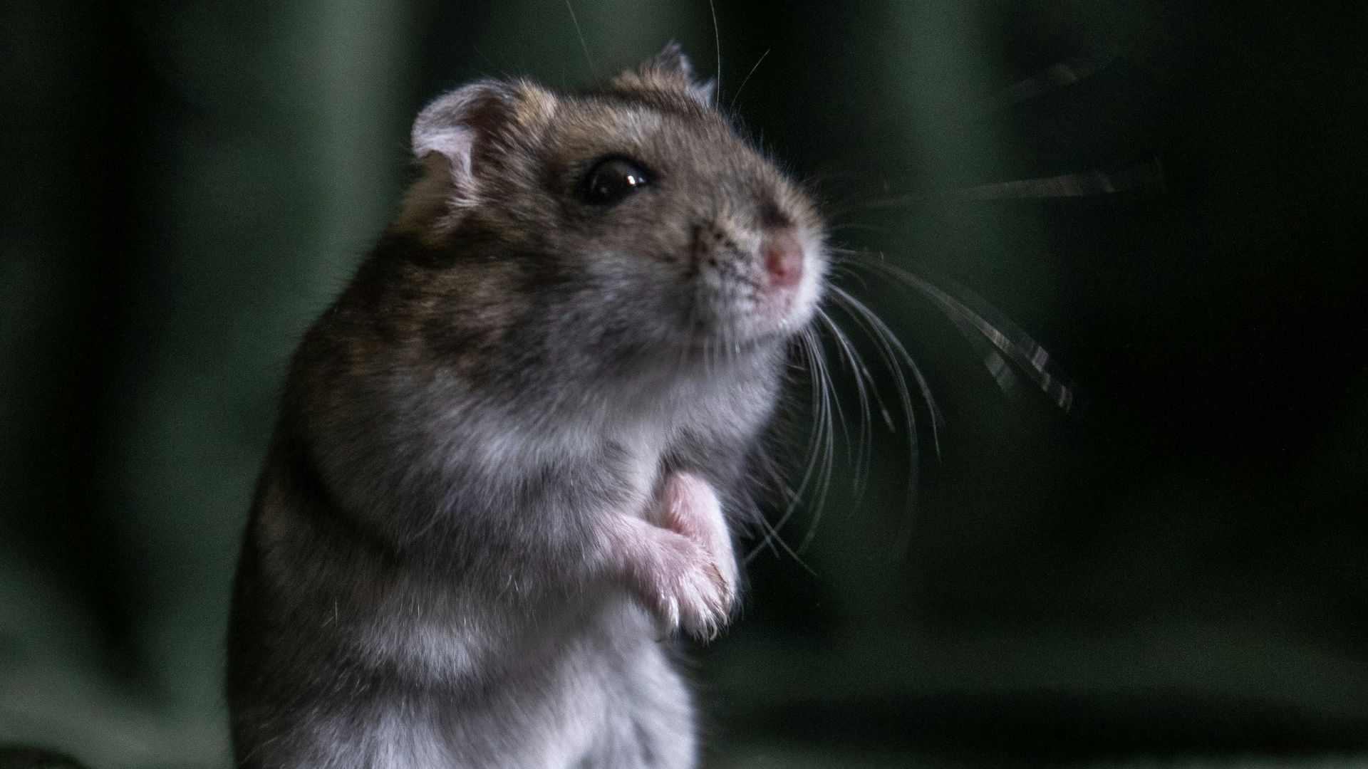 brown rat on green textile