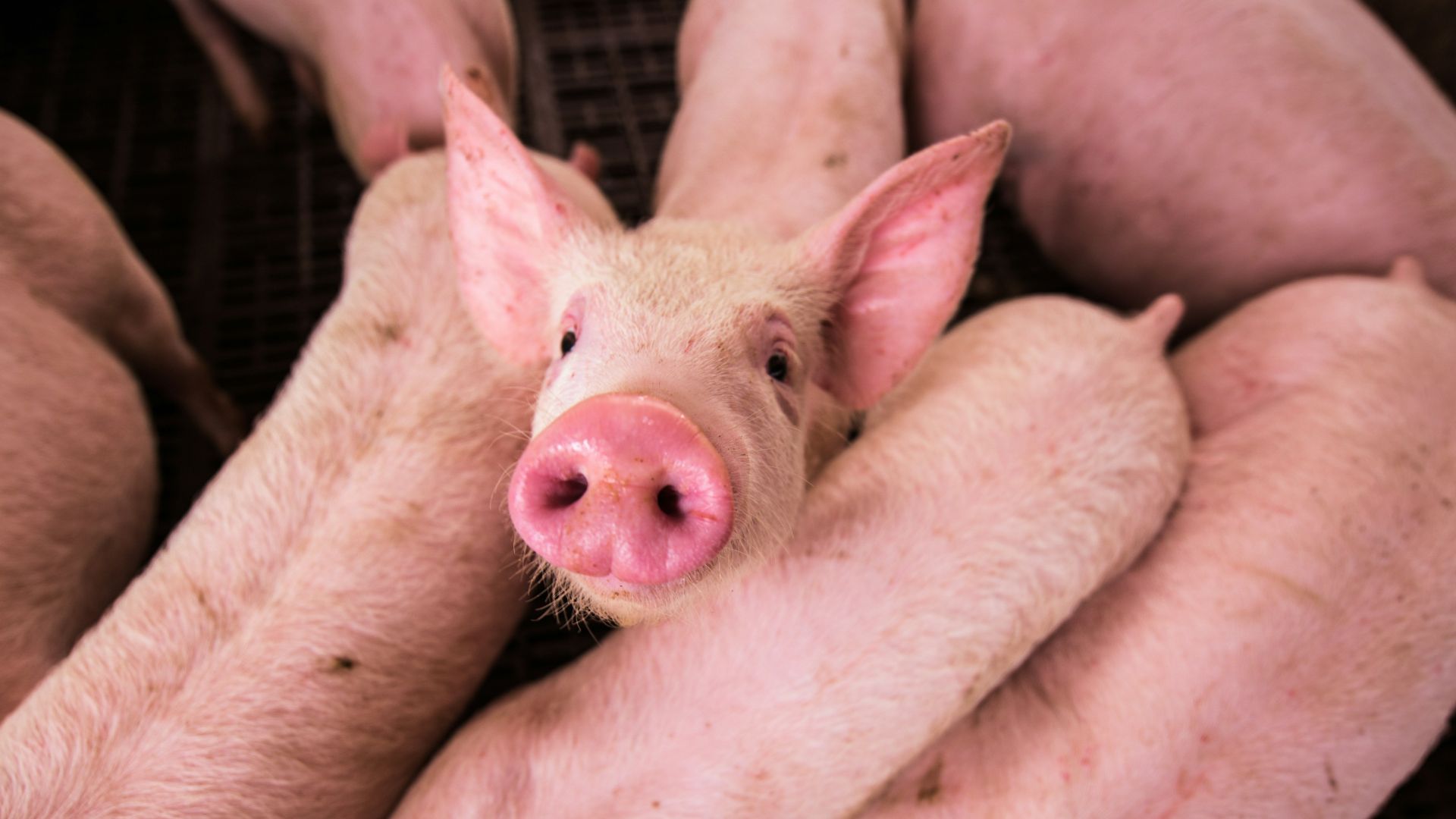 pink pig on brown wooden cage