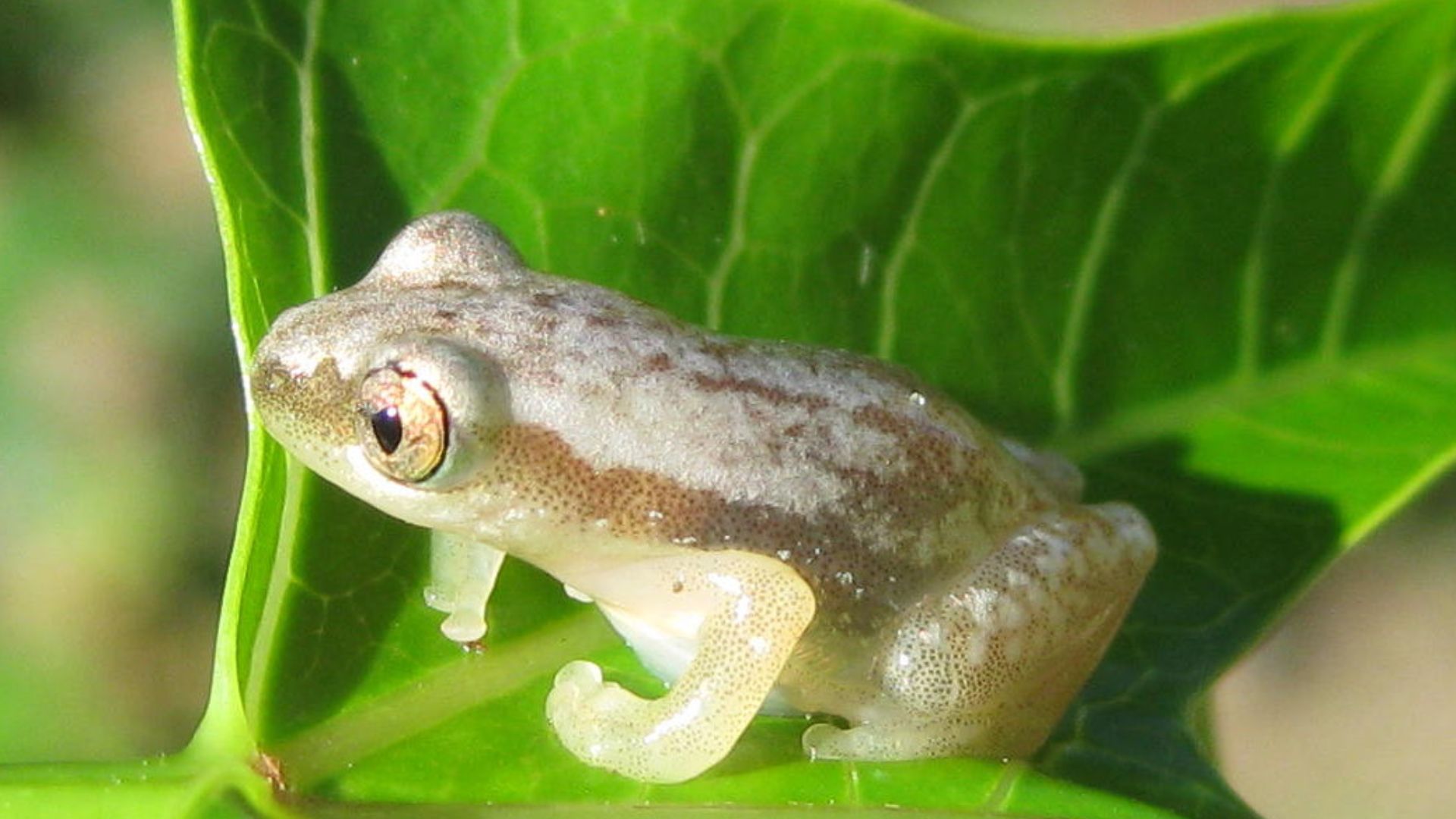 File:Frog on leaf (5618978638).jpg