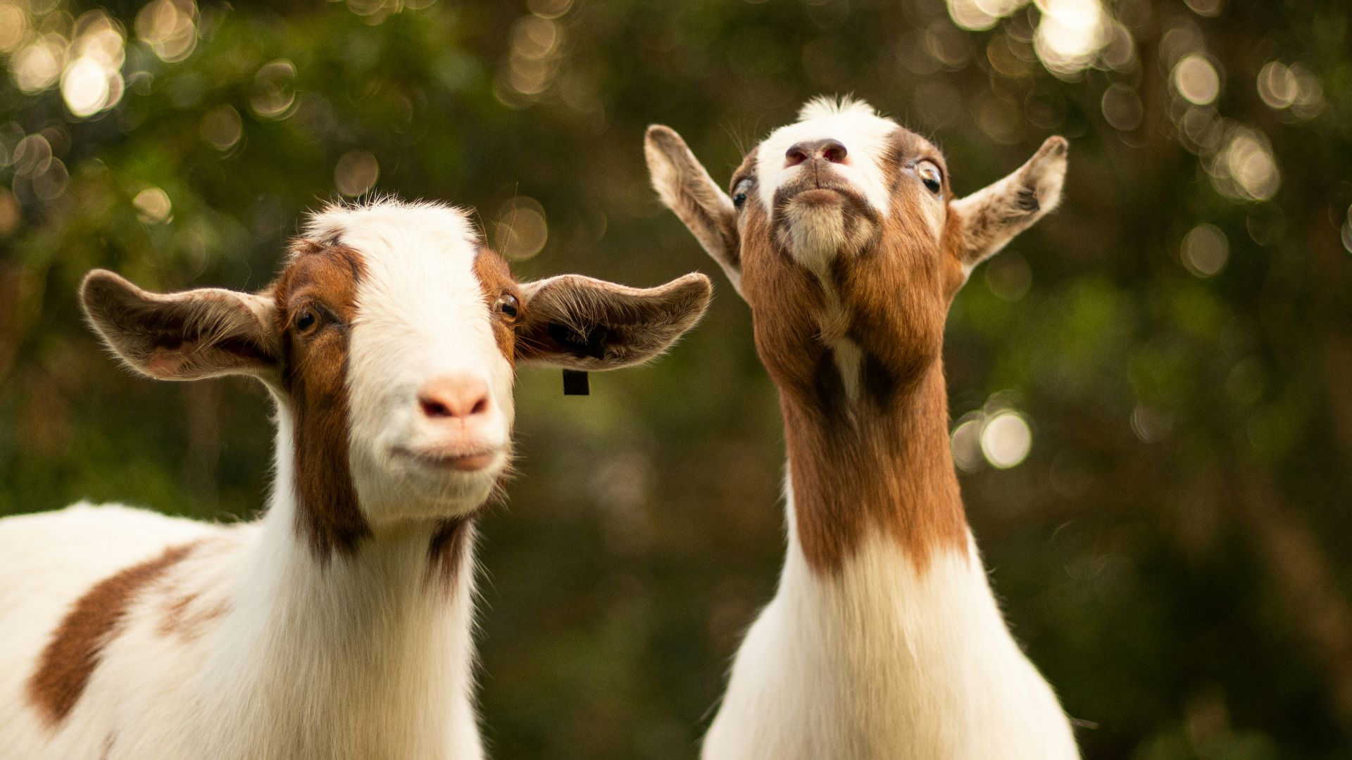 brown and white goats