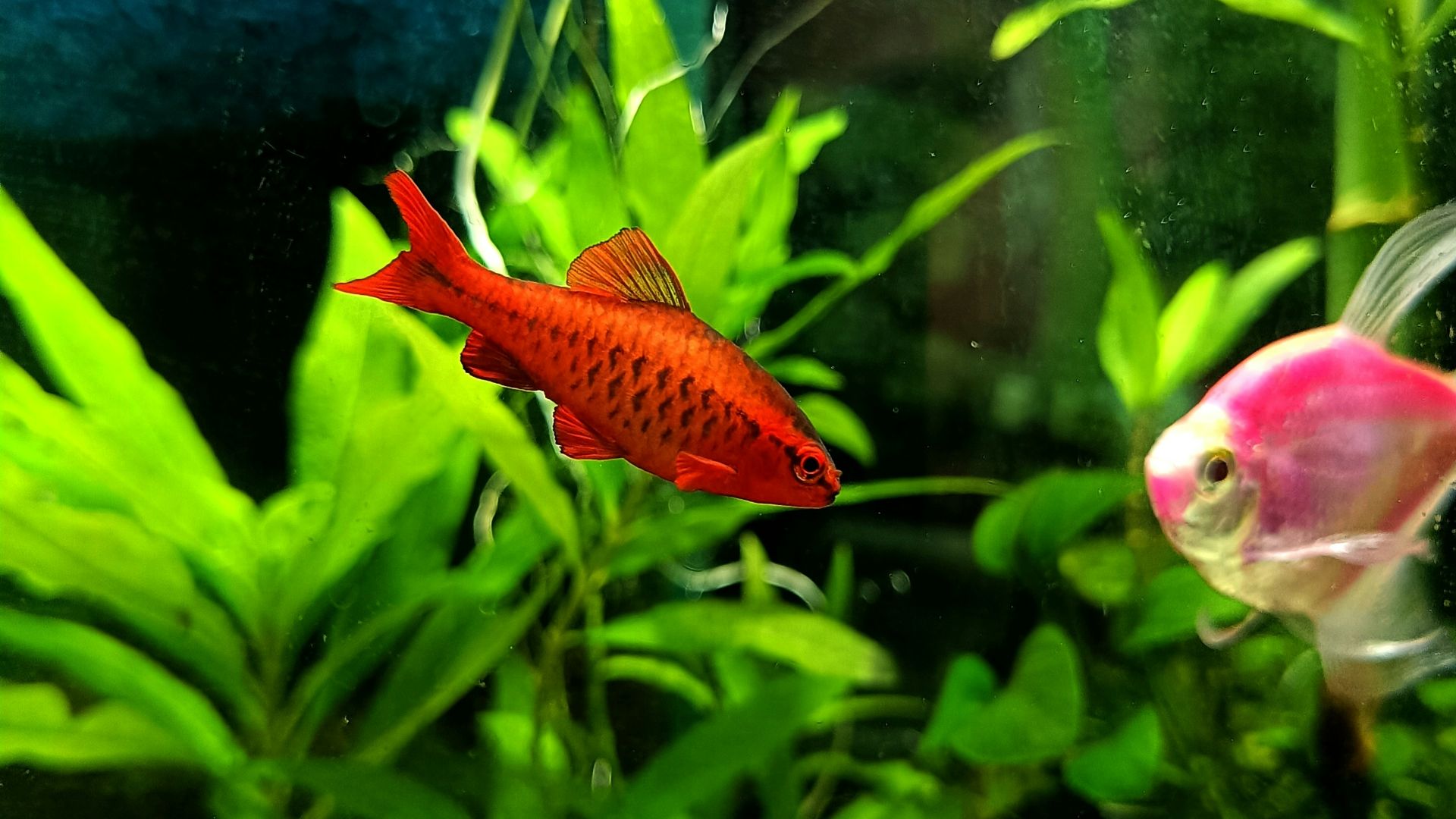 a fish that is swimming in some water