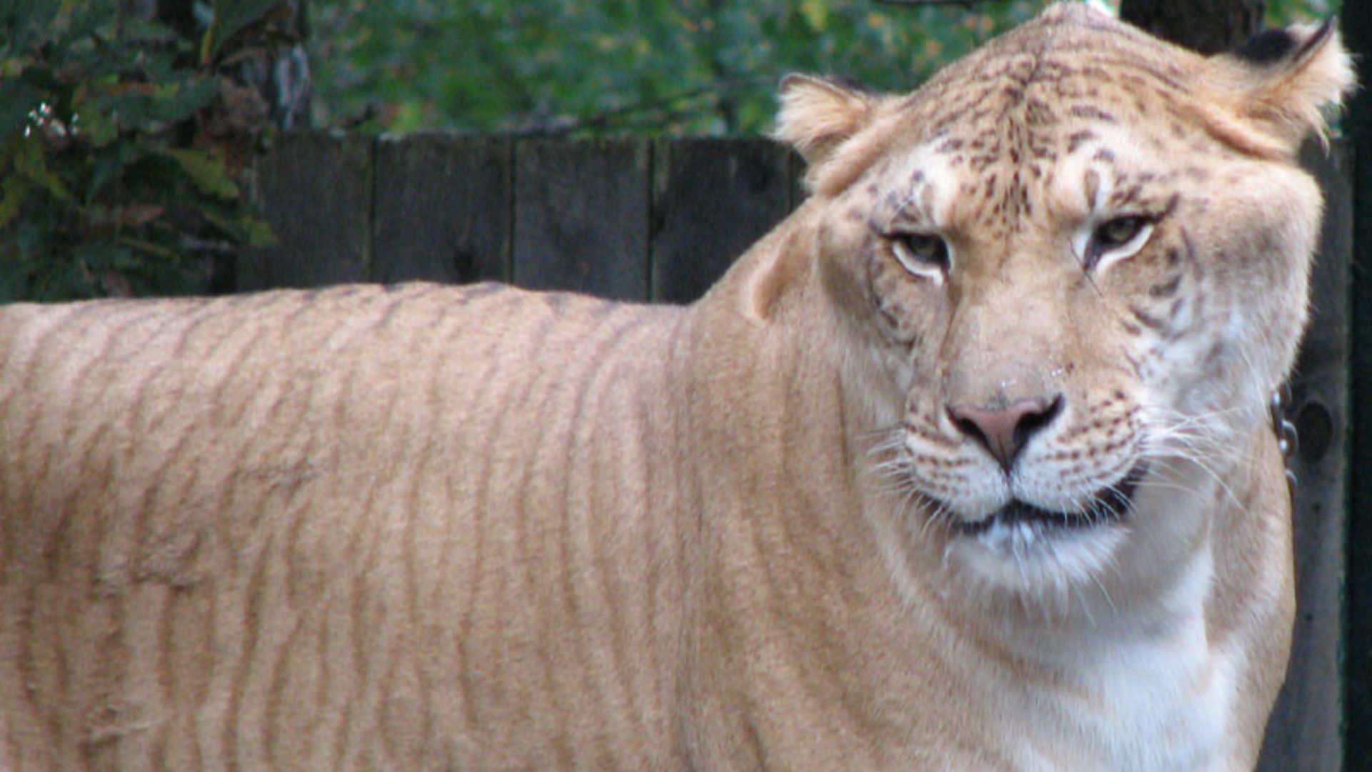 File:Liger.jpg